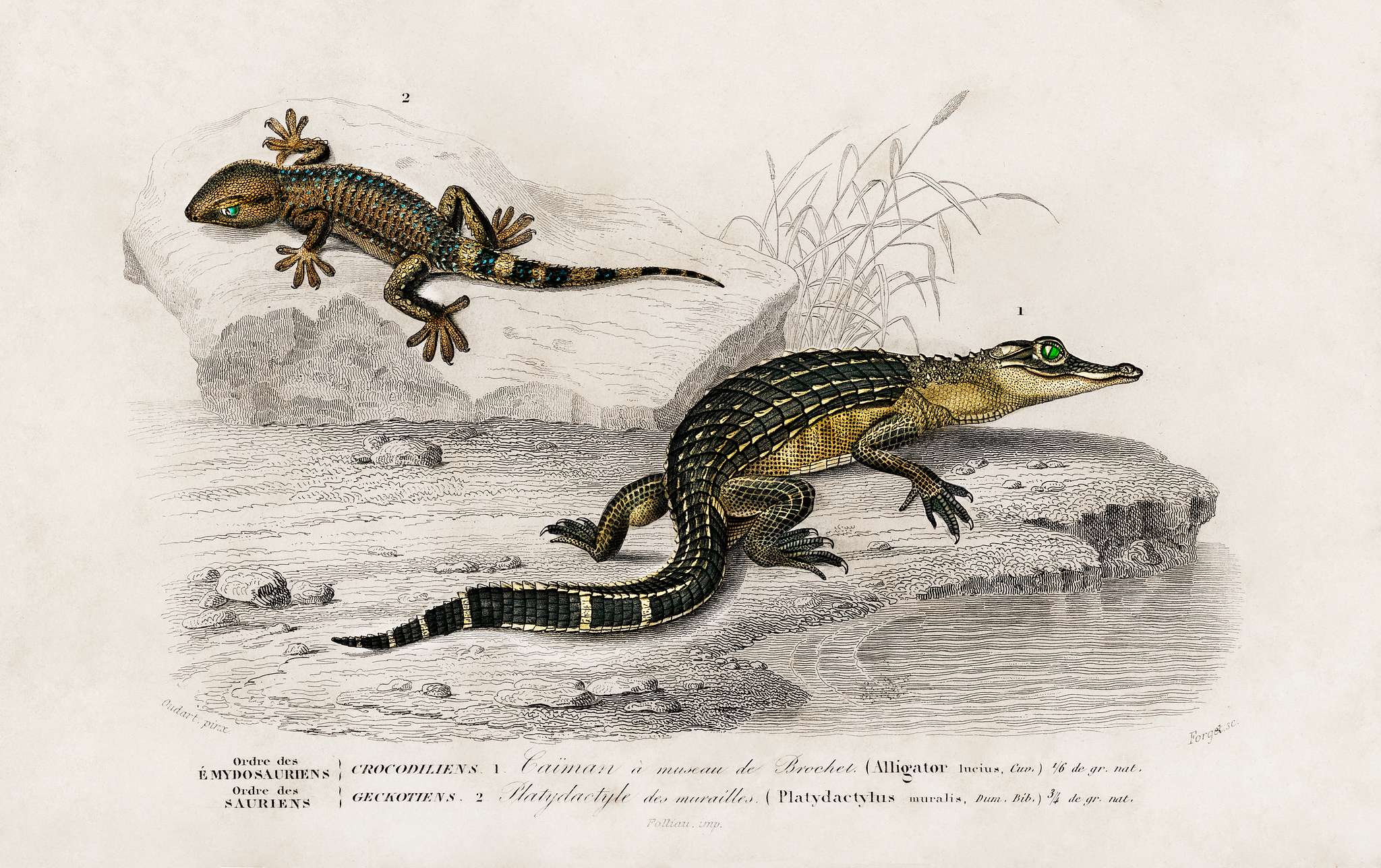 Alligator (Alligator incius) and Lilford'swall lizard (Podarcis lilfordi) illustrated by Charles Dessalines D'... Alligator (Alligator incius) and Lilford'swall lizard (Podarcis lilfordi) illustrated by Charles Dessalines D'...