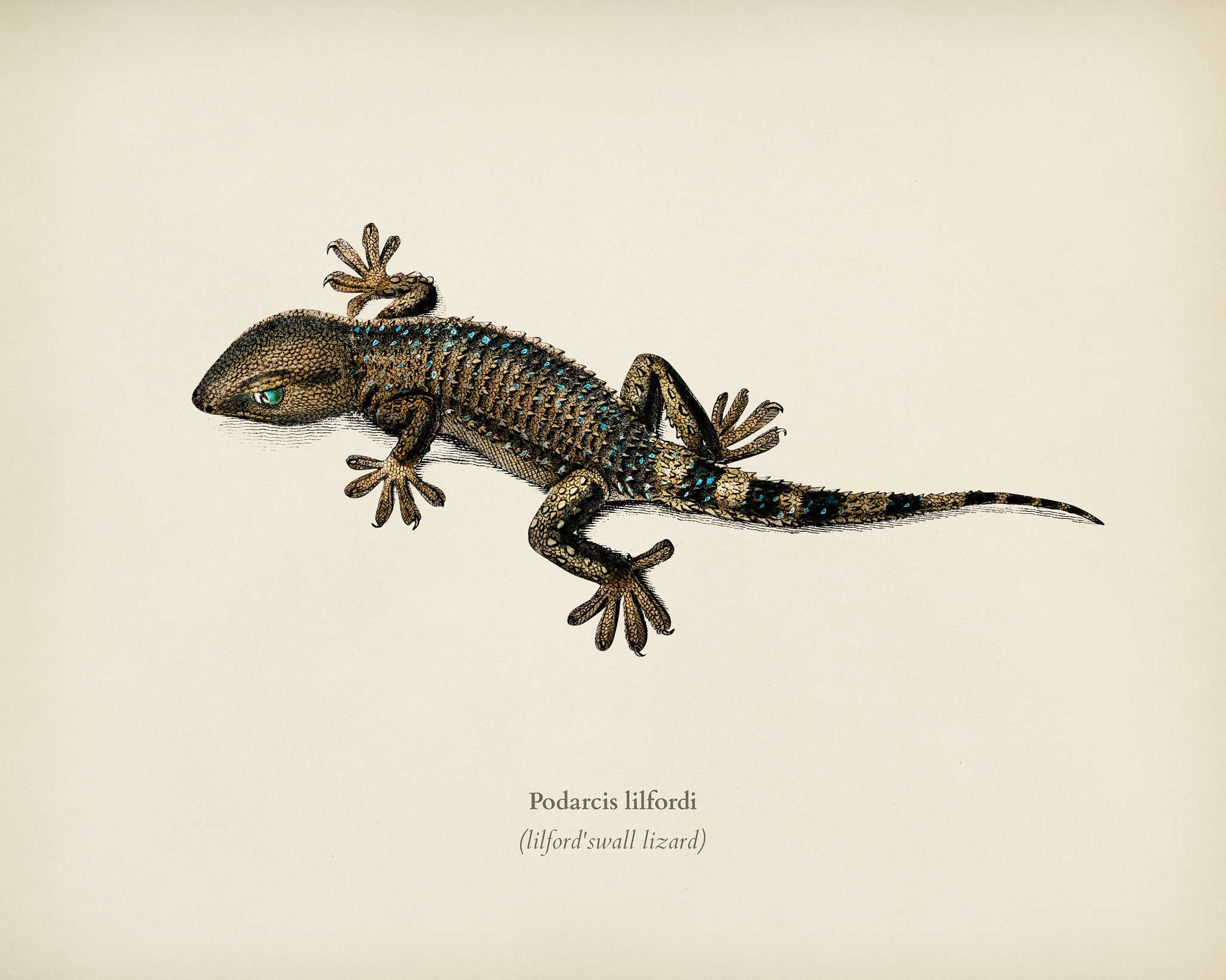 Lilford'swall lizard (Podarcis lilfordi) illustrated by Charles Dessalines D' Orbigny (1806-1876). Digitally... Lilford'swall lizard (Podarcis lilfordi) illustrated by Charles Dessalines D' Orbigny (1806-1876). Digitally...