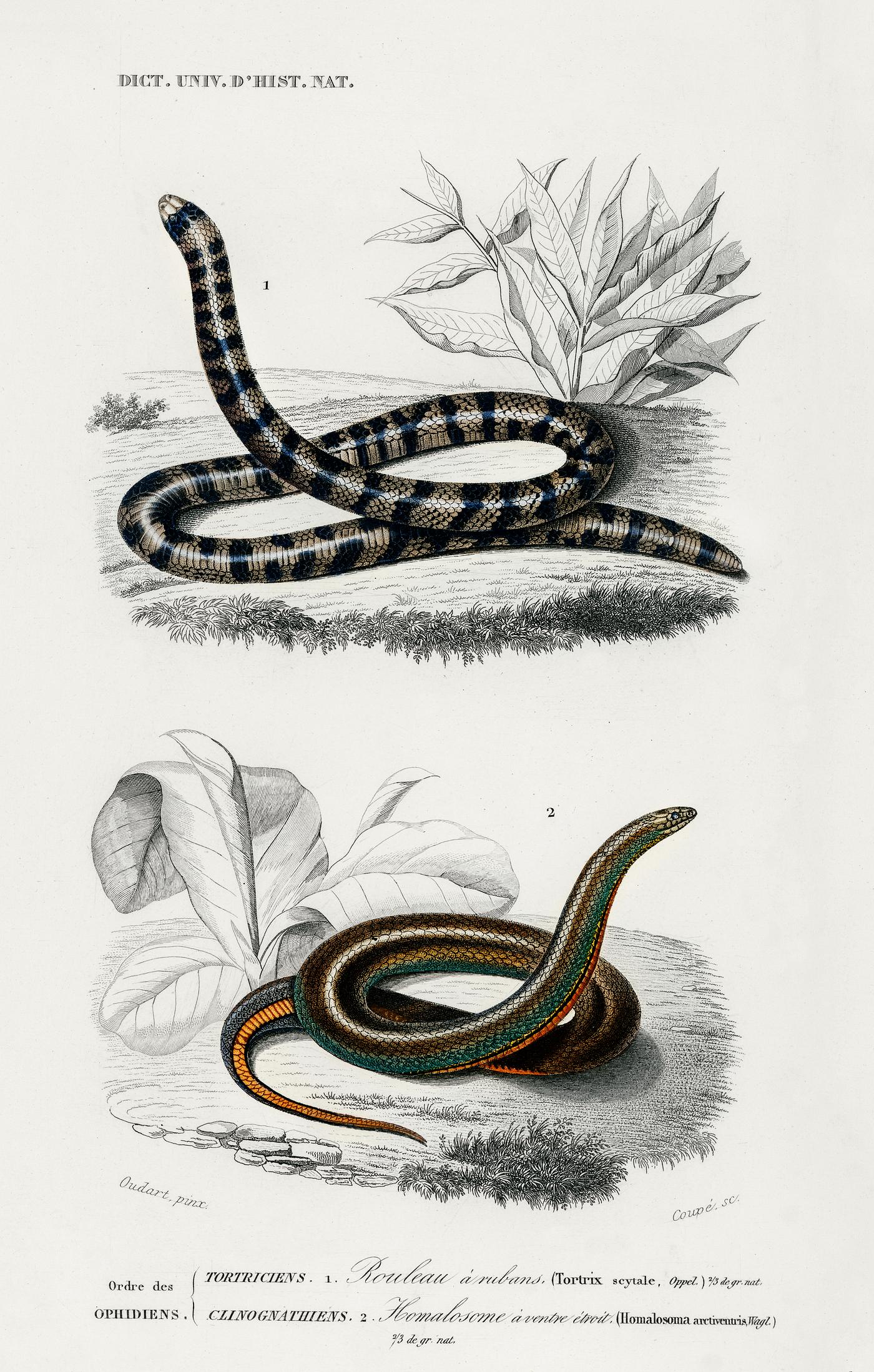 Anilius (Tortrix Scytale) and Slug Eater (Homalosoma arctiventris) illustrated by Charles Dessalines D' Orbigny (1806-... Anilius (Tortrix Scytale) and Slug Eater (Homalosoma arctiventris) illustrated by Charles Dessalines D' Orbigny (1806-...