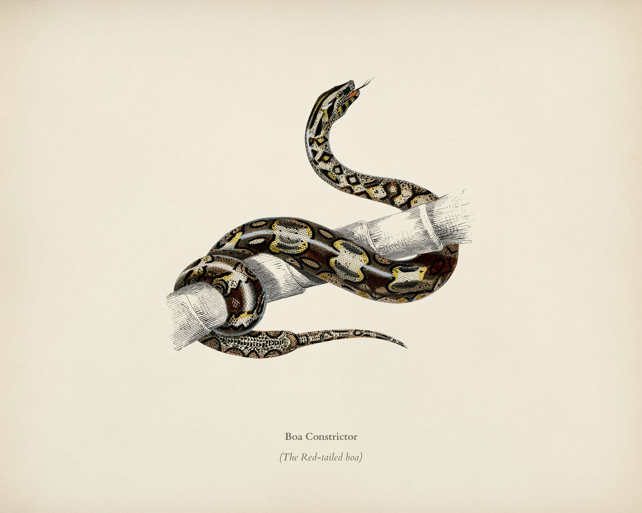The Red-tailed boa (Boa Constrictor) illustrated by Charles Dessalines D' Orbigny (1806-1876). Digitally enhanced from... The Red-tailed boa (Boa Constrictor) illustrated by Charles Dessalines D' Orbigny (1806-1876). Digitally enhanced from...