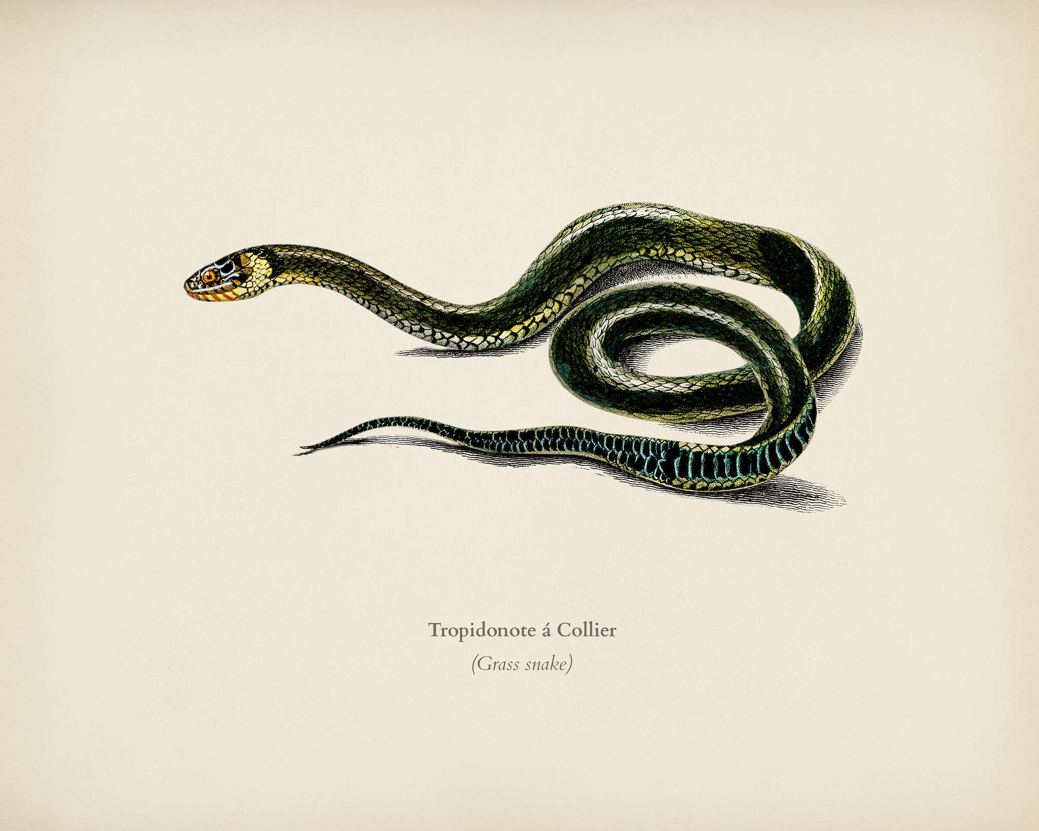 Grass Snake (Tropidonote á Collier) illustrated by Charles Dessalines D' Orbigny (1806-1876). Digitally enhanced... Grass Snake (Tropidonote á Collier) illustrated by Charles Dessalines D' Orbigny (1806-1876). Digitally enhanced...