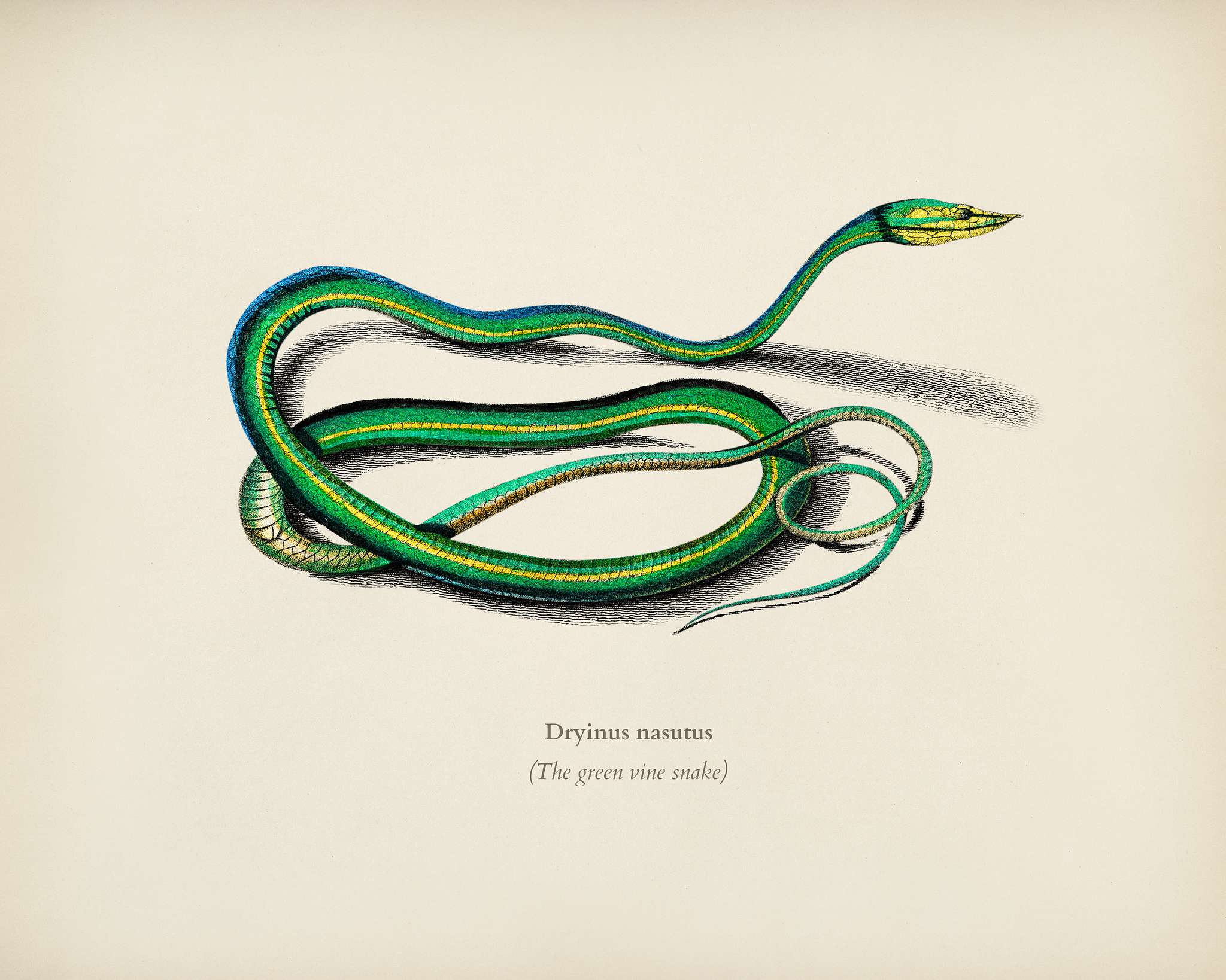 The green vine snake (Dryinus Nasutus) illustrated by Charles Dessalines D' Orbigny (1806-1876). Digitally enhanced from... The green vine snake (Dryinus Nasutus) illustrated by Charles Dessalines D' Orbigny (1806-1876). Digitally enhanced from...
