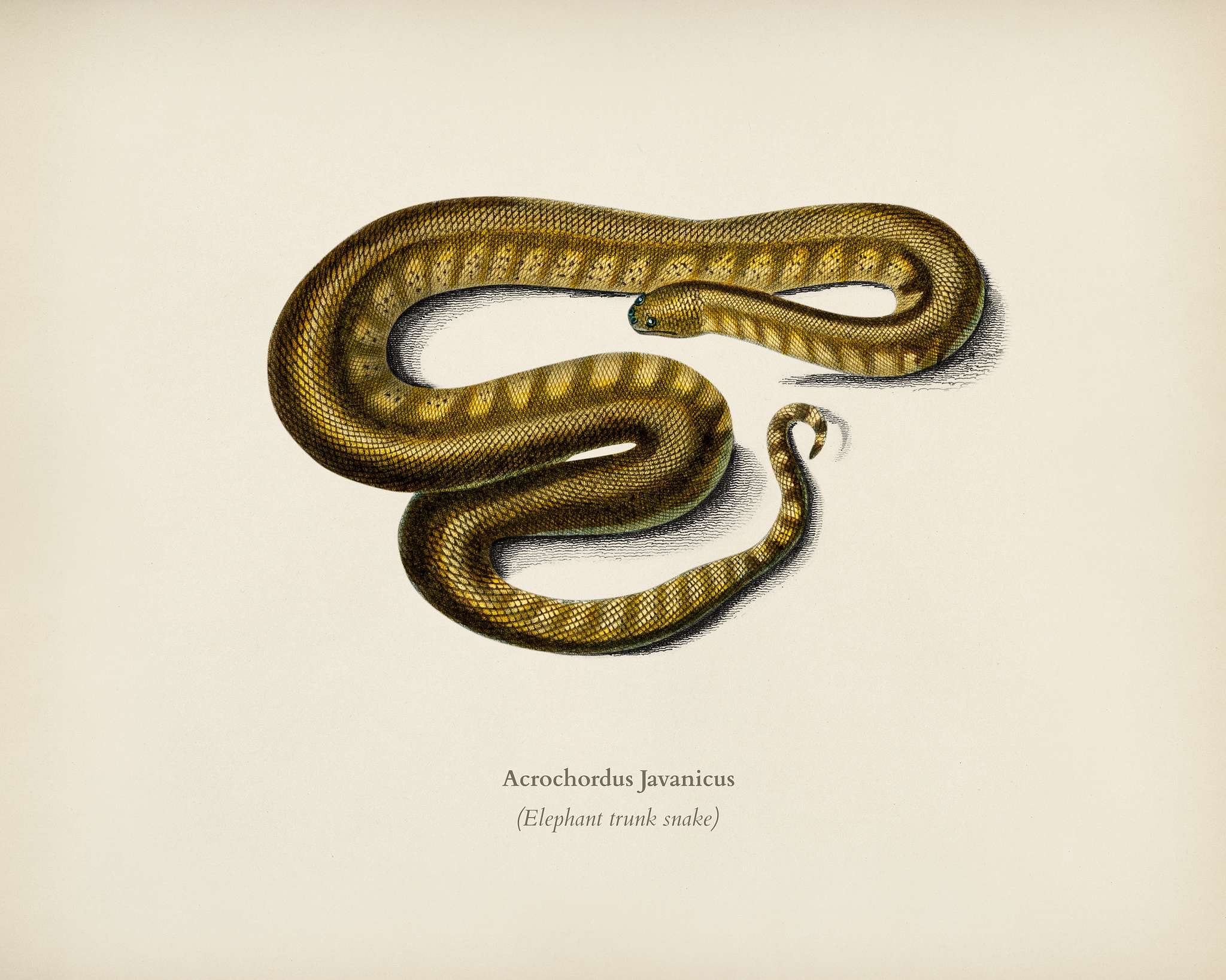 Elephant trunk snake (Acrochordus Javanicus) illustrated by Charles Dessalines D' Orbigny (1806-1876). Digitally... Elephant trunk snake (Acrochordus Javanicus) illustrated by Charles Dessalines D' Orbigny (1806-1876). Digitally...