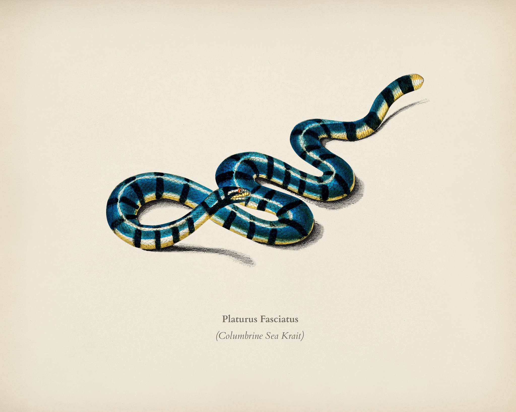 Columbrine Sea Krait (Platurus Fasciatus) illustrated by Charles Dessalines D' Orbigny (1806-1876). Digitally enhanced... Columbrine Sea Krait (Platurus Fasciatus) illustrated by Charles Dessalines D' Orbigny (1806-1876). Digitally enhanced...