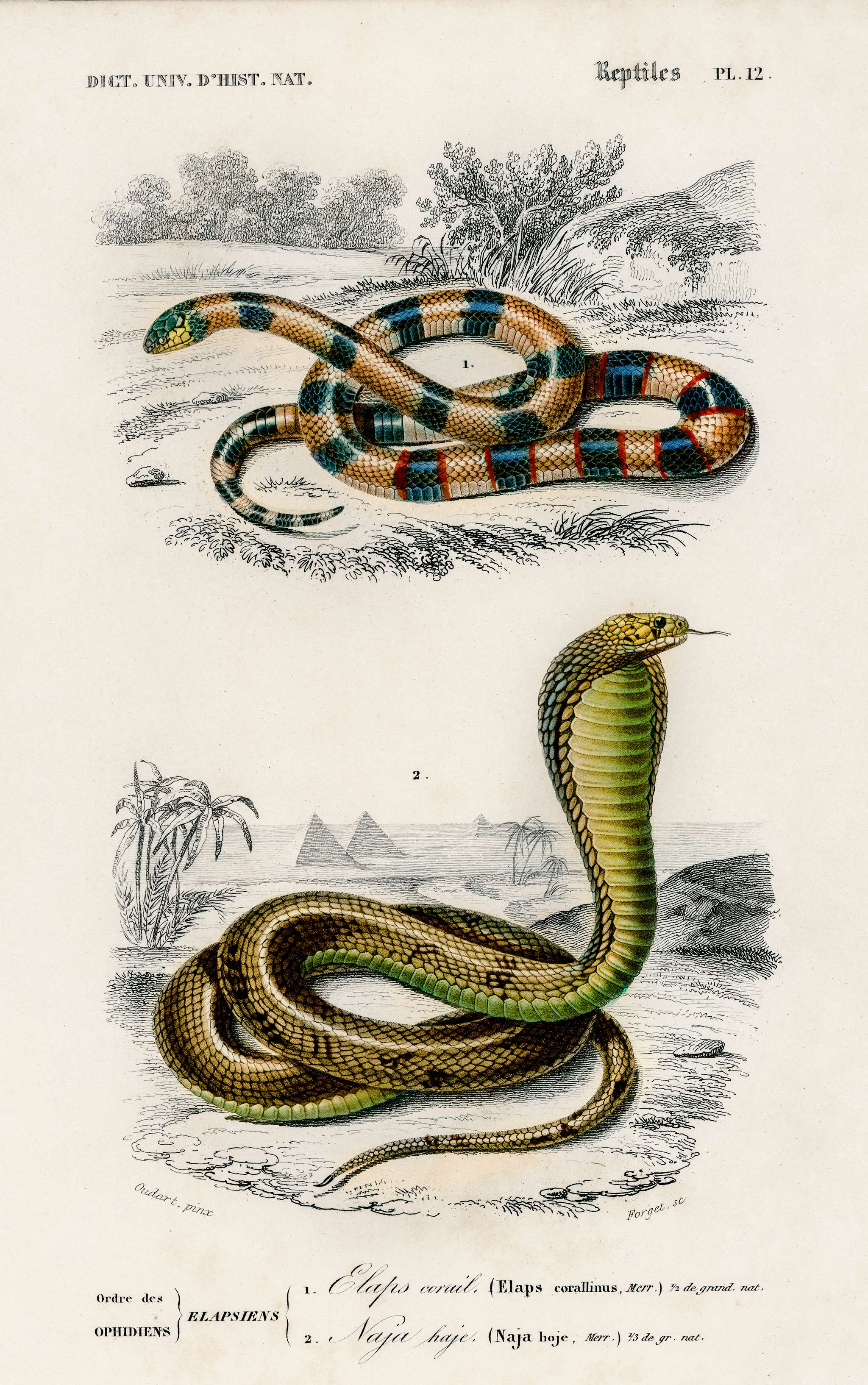 Coral Snake (Elaps Corallinus) and Egyptian Cobra (Naja Hoje) illustrated by Charles Dessalines D' Orbigny (1806-1876).... Coral Snake (Elaps Corallinus) and Egyptian Cobra (Naja Hoje) illustrated by Charles Dessalines D' Orbigny (1806-1876)....