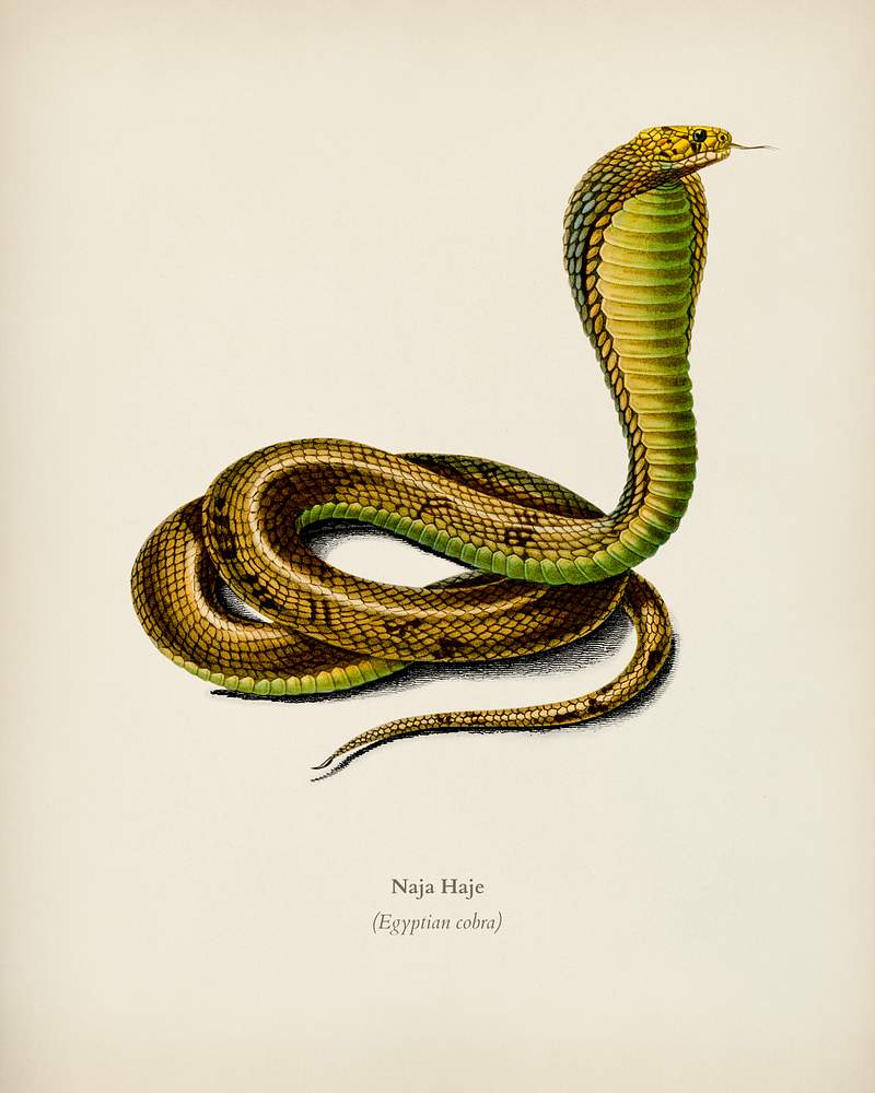 Egyptian Cobra (Naja Hoje) illustrated by… | Royalty free stock Illustration | High Resolution graphic Egyptian Cobra (Naja Hoje) illustrated by Charles Dessalines D' Orbigny (1806-1876). Digitally enhanced from our own 1892…