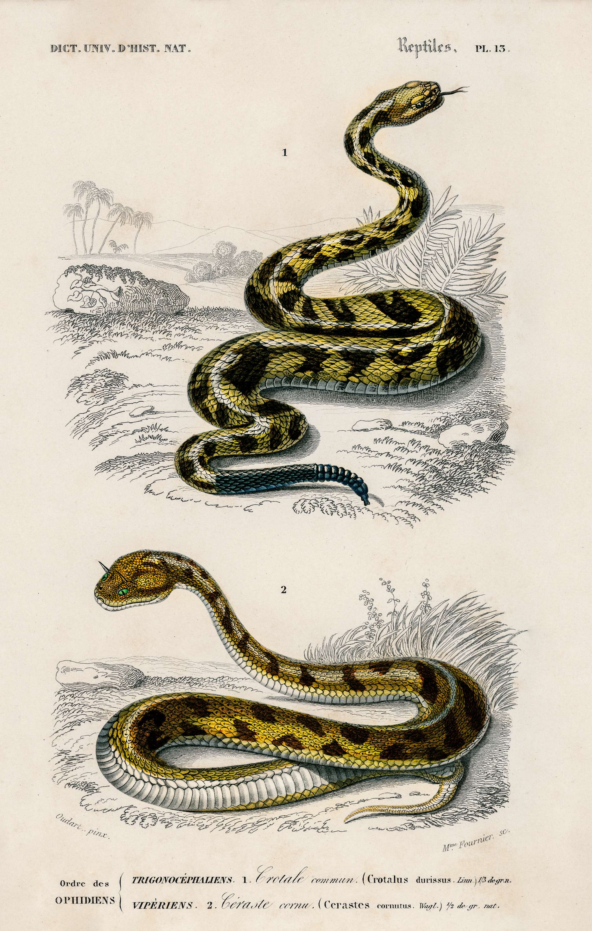 Rattlesnake (Crotale) and Saharan horned Viper (Cerastes) illustrated by Charles Dessalines D' Orbigny (1806-1876).... Rattlesnake (Crotale) and Saharan horned Viper (Cerastes) illustrated by Charles Dessalines D' Orbigny (1806-1876)....