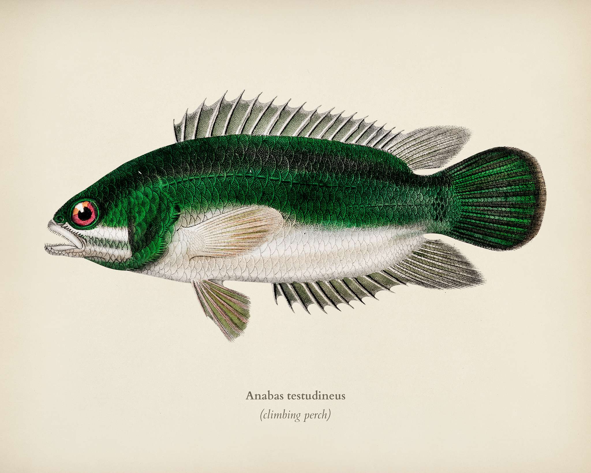Climbing perch (Anabas testudineus) illustrated by Charles Dessalines D' Orbigny (1806-1876). Digitally enhanced from... Climbing perch (Anabas testudineus) illustrated by Charles Dessalines D' Orbigny (1806-1876). Digitally enhanced from...