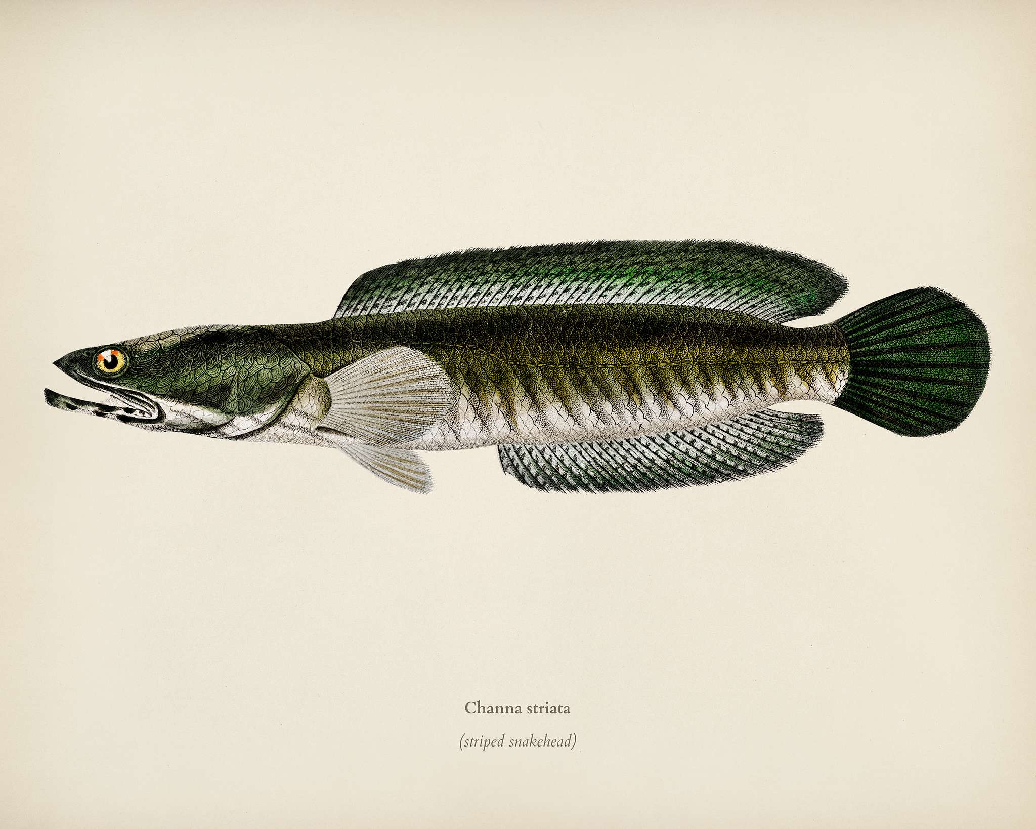 Striped snakehead (Channa striata) illustrated by Charles Dessalines D' Orbigny (1806-1876). Digitally enhanced from our... Striped snakehead (Channa striata) illustrated by Charles Dessalines D' Orbigny (1806-1876). Digitally enhanced from our...