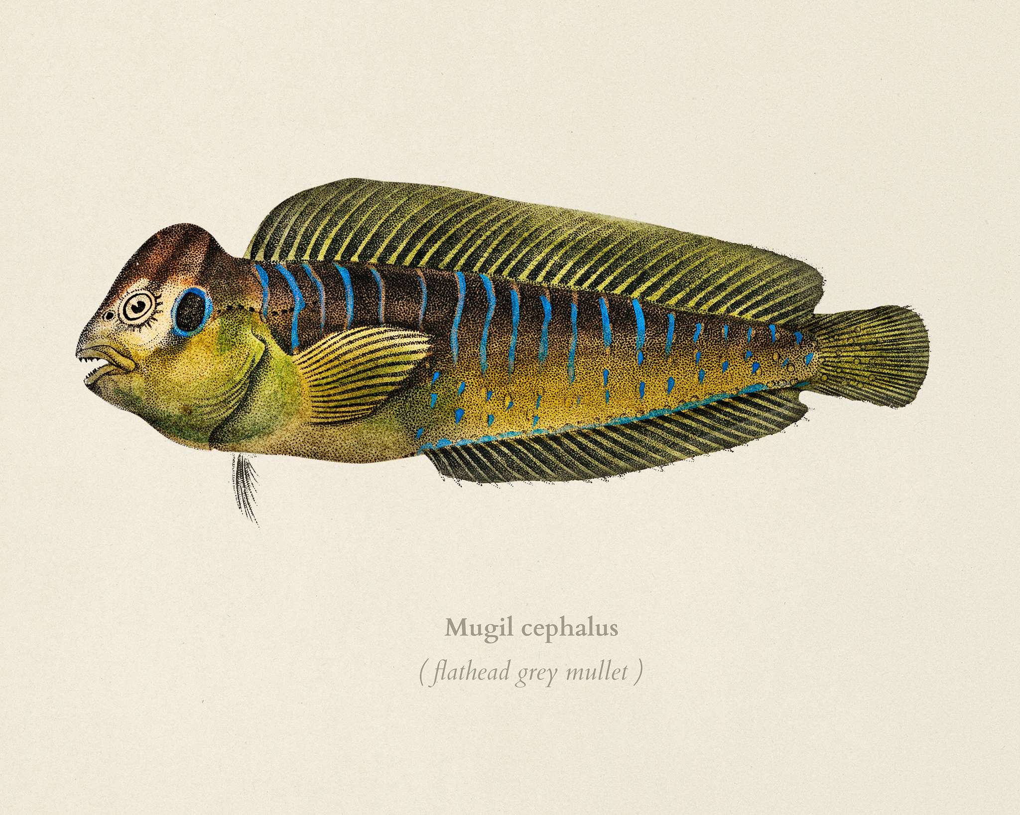 Flathead grey mullet (Mugil cephalus) illustrated by Charles Dessalines D' Orbigny (1806-1876). Digitally enhanced from... Flathead grey mullet (Mugil cephalus) illustrated by Charles Dessalines D' Orbigny (1806-1876). Digitally enhanced from...