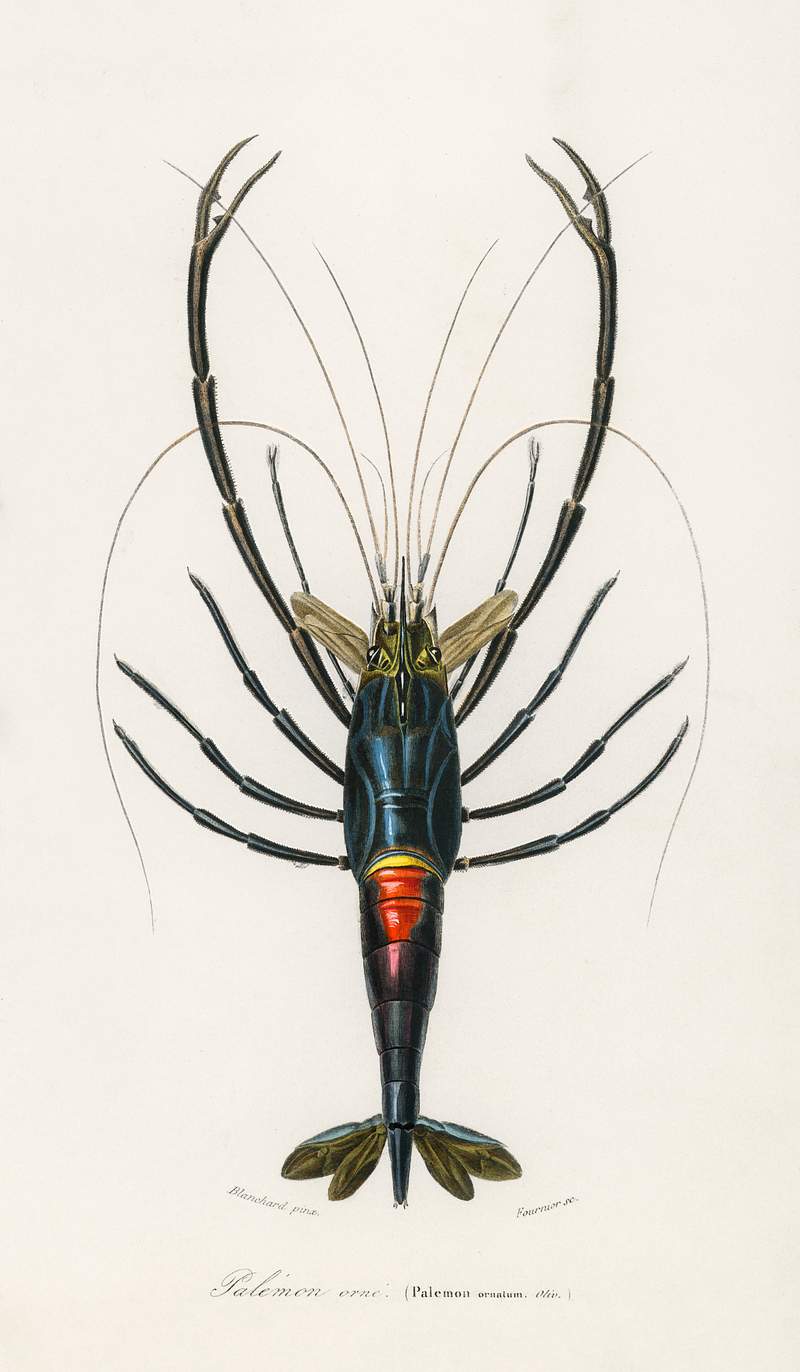 Crimson Crawfish (Palemon Ornatum) illustrated by Charles Dessalines D' Orbigny (1806-1876). Digitally enhanced from our own 1892 edition of Dictionnaire Universel D'histoire Naturelle. Crimson Crawfish (Palemon Ornatum) illustrated by Charles Dessalines D' Orbigny (1806-1876). Digitally enhanced from our own…