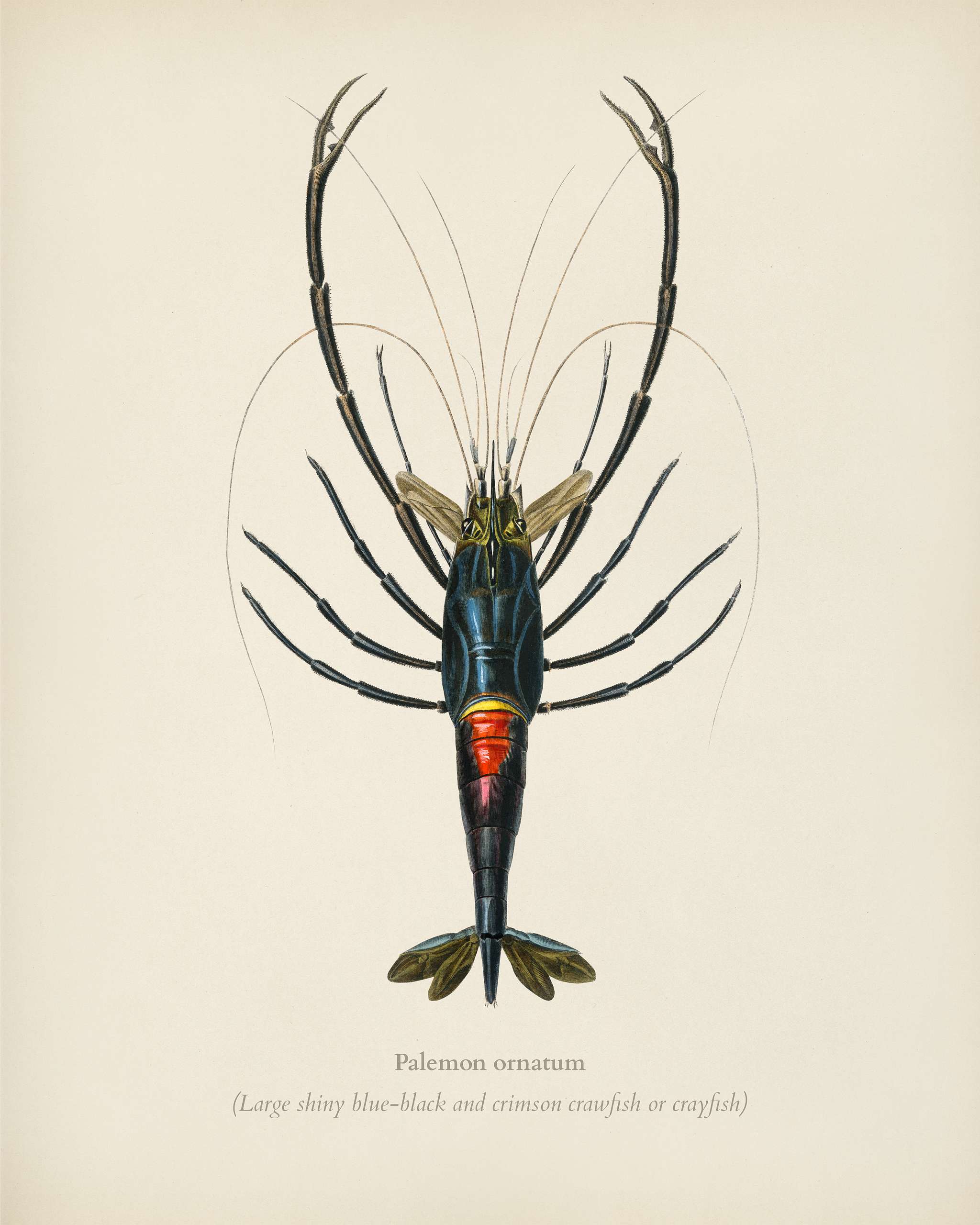 Crimson Crawfish (Palemon Ornatum) illustrated by Charles Dessalines D' Orbigny (1806-1876). Digitally enhanced from our... Crimson Crawfish (Palemon Ornatum) illustrated by Charles Dessalines D' Orbigny (1806-1876). Digitally enhanced from our...