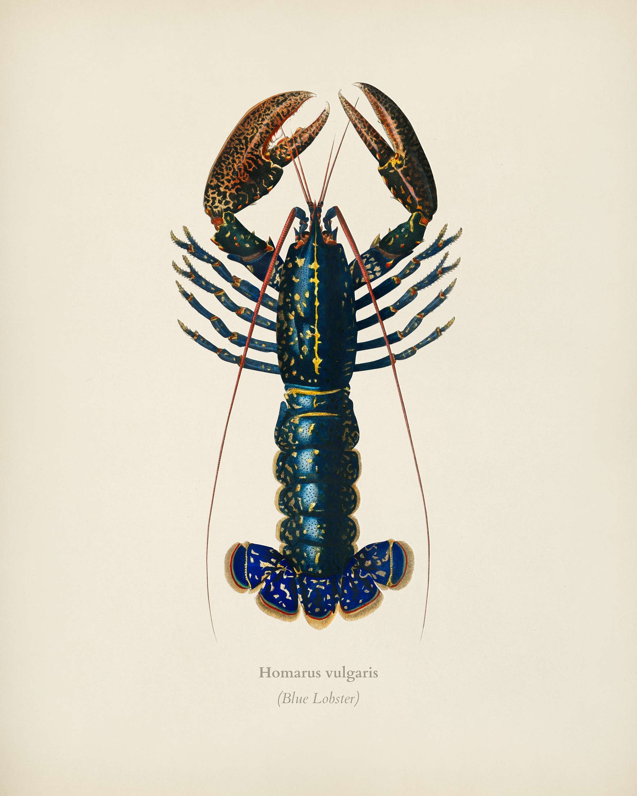 Crimson Crawfish (Palemon Ornatum) illustrated by Charles Dessalines D' Orbigny (1806-1876). Digitally enhanced from our... Crimson Crawfish (Palemon Ornatum) illustrated by Charles Dessalines D' Orbigny (1806-1876). Digitally enhanced from our...