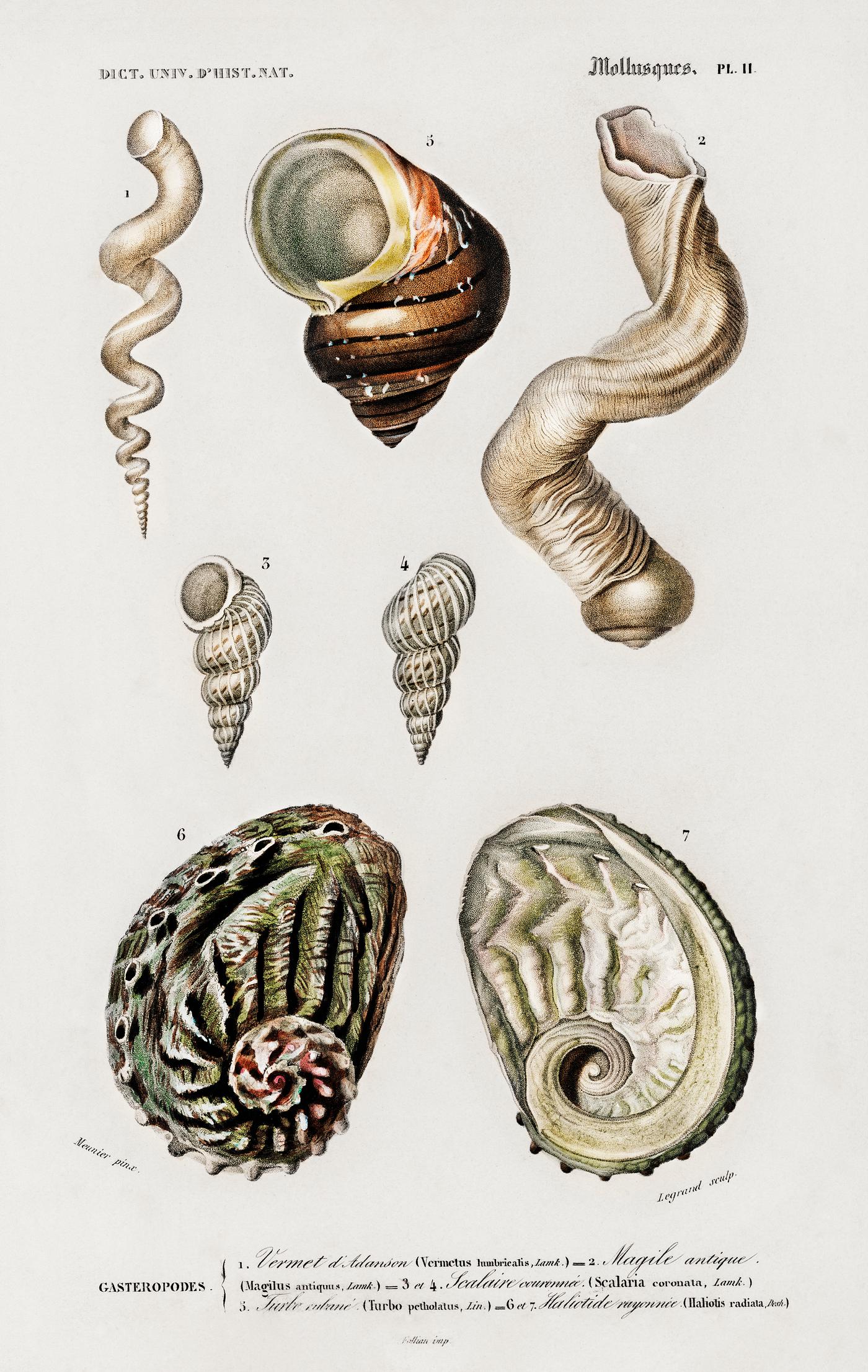 Different types of mollusks illustrated by Charles Dessalines D' Orbigny (1806-1876). Digitally enhanced from our own... Different types of mollusks illustrated by Charles Dessalines D' Orbigny (1806-1876). Digitally enhanced from our own...