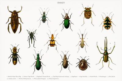 Different types of insects illustrated by Cha.. | Royalty free stock ...