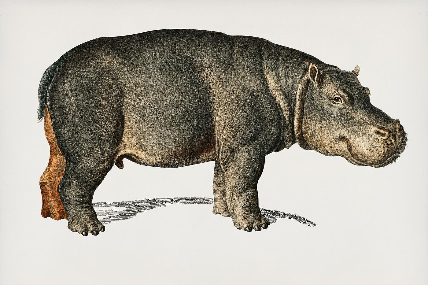 Hippopotamus (Hippopotame Amphibie) illustrated by Charles Dessalines D' Orbigny (1806-1876). Digitally enhanced from... Hippopotamus (Hippopotame Amphibie) illustrated by Charles Dessalines D' Orbigny (1806-1876). Digitally enhanced from...