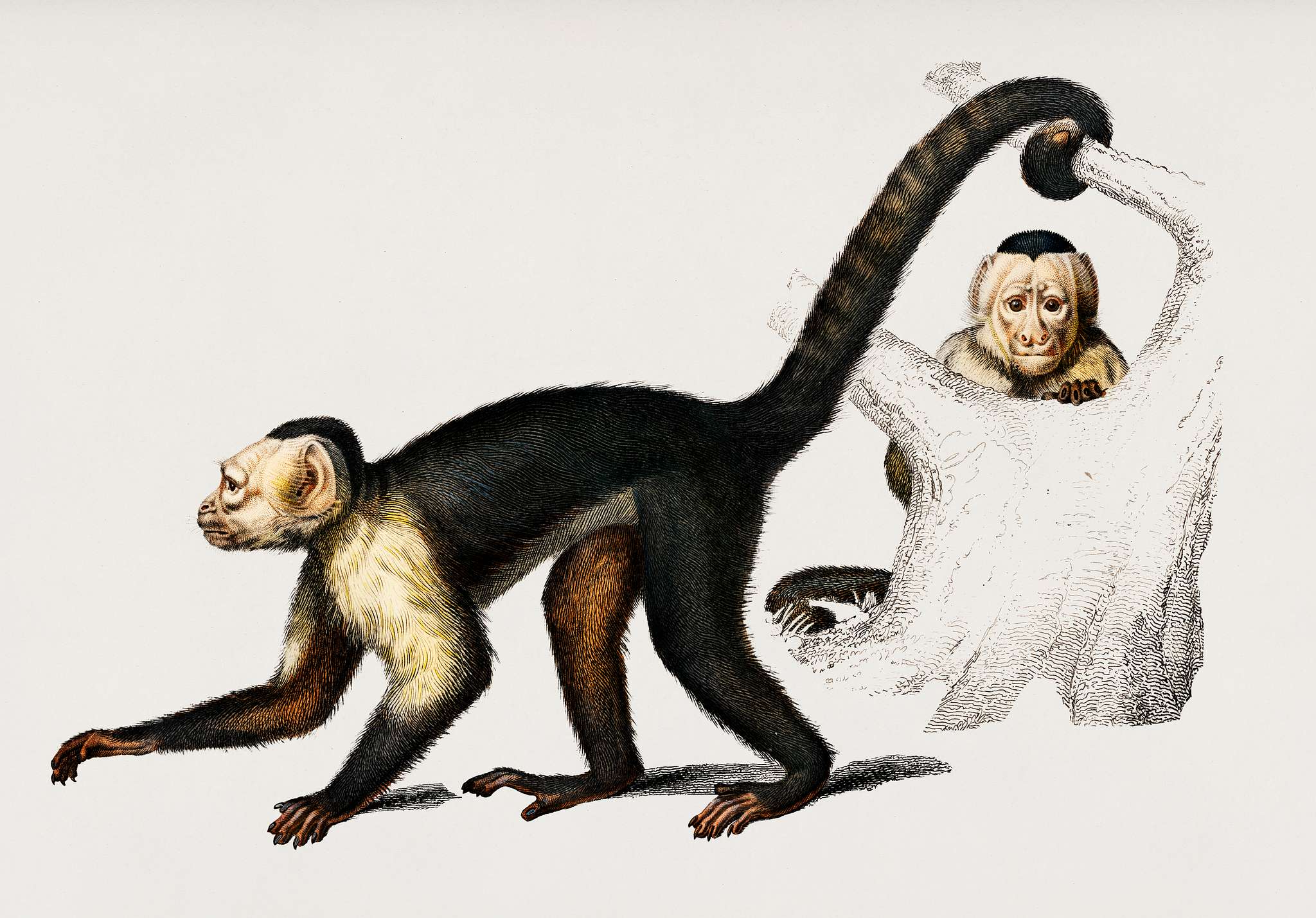 White-headed capuchin (Cebus Hypoleucus) illustrated by Charles Dessalines D' Orbigny (1806-1876). Digitally enhanced... White-headed capuchin (Cebus Hypoleucus) illustrated by Charles Dessalines D' Orbigny (1806-1876). Digitally enhanced...