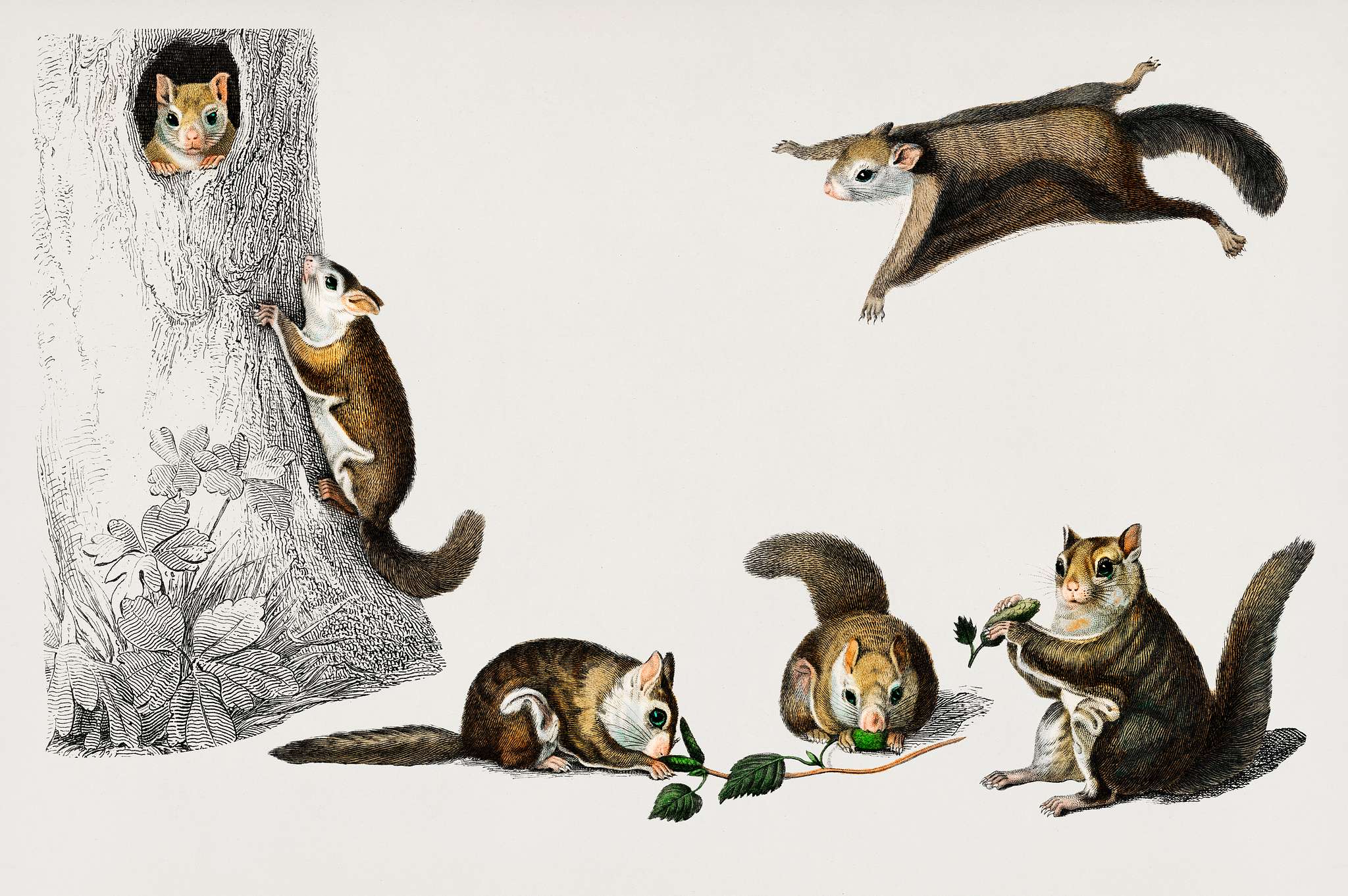 Glaucomys sabrinus (Polatouche D Amerique) illustrated by Charles Dessalines D' Orbigny (1806-1876). Digitally enhanced... Glaucomys sabrinus (Polatouche D Amerique) illustrated by Charles Dessalines D' Orbigny (1806-1876). Digitally enhanced...