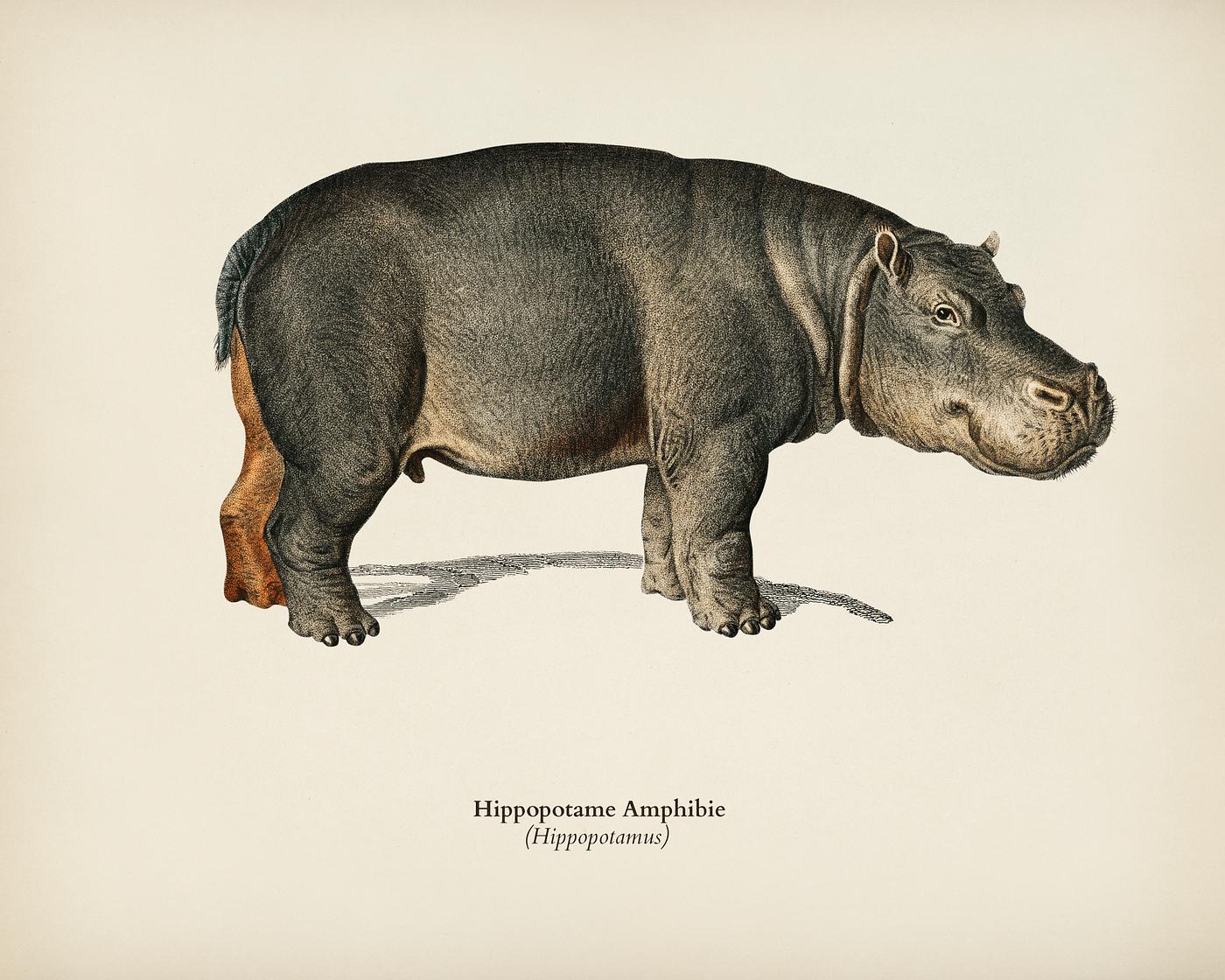 Hippopotamus (Hippopotame Amphibie) illustrated by Charles Dessalines D' Orbigny (1806-1876). Digitally enhanced from... Hippopotamus (Hippopotame Amphibie) illustrated by Charles Dessalines D' Orbigny (1806-1876). Digitally enhanced from...