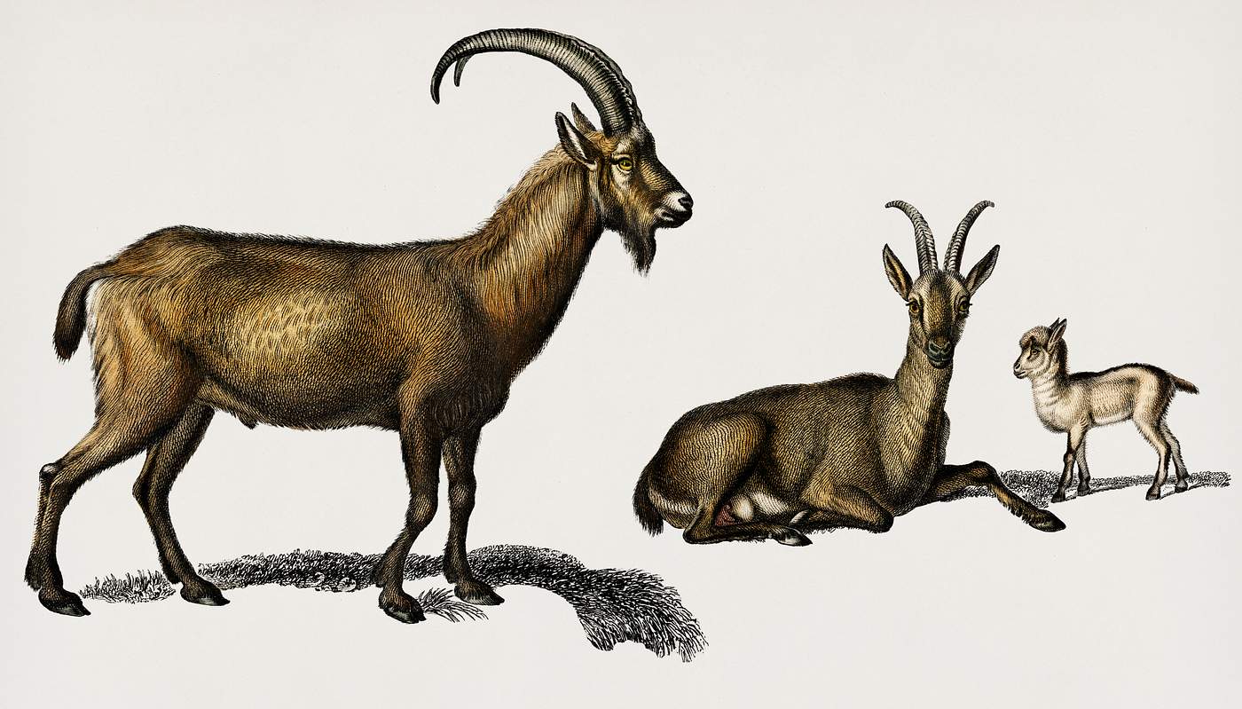 Wild goat (Capra Agagrus) illustrated by Charles Dessalines D' Orbigny (1806-1876). Digitally enhanced from our own 1892... Wild goat (Capra Agagrus) illustrated by Charles Dessalines D' Orbigny (1806-1876). Digitally enhanced from our own 1892...