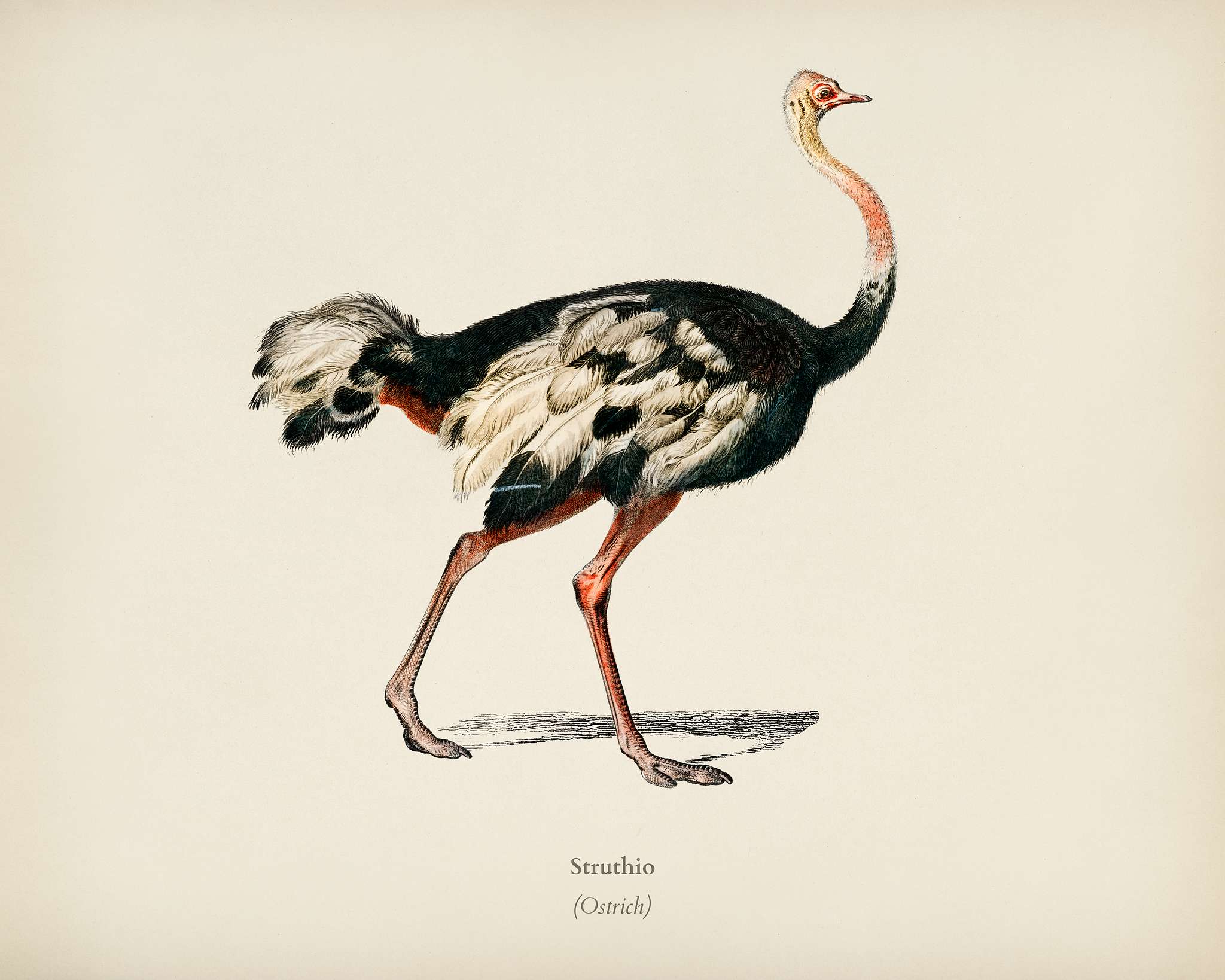Struthio (Autruche de lancien continent) illustrated by Charles Dessalines D' Orbigny (1806-1876). Digitally enhanced... Struthio (Autruche de lancien continent) illustrated by Charles Dessalines D' Orbigny (1806-1876). Digitally enhanced...