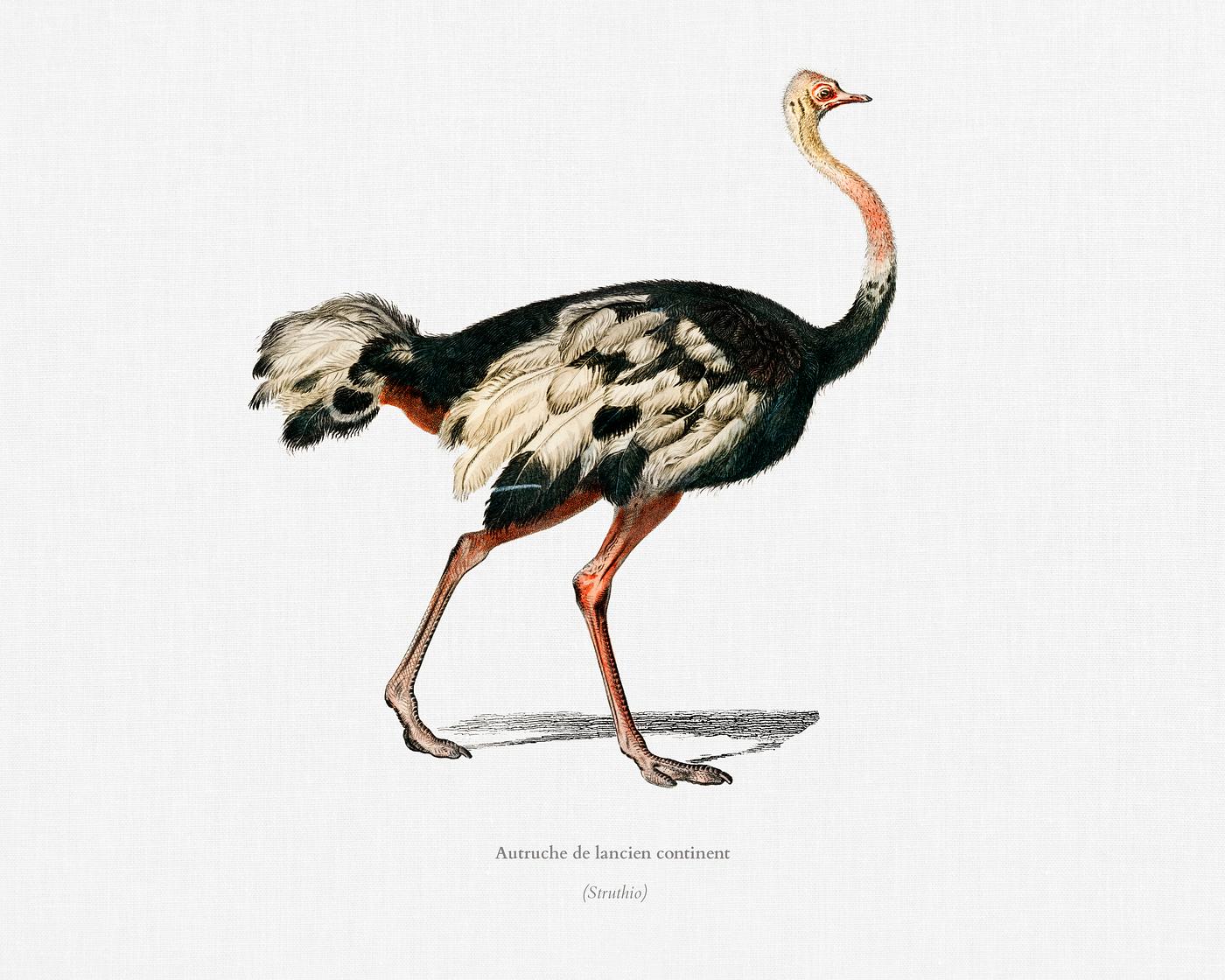 Struthio (Autruche de lancien continent) illustrated by Charles Dessalines D' Orbigny (1806-1876). Digitally enhanced... Struthio (Autruche de lancien continent) illustrated by Charles Dessalines D' Orbigny (1806-1876). Digitally enhanced...