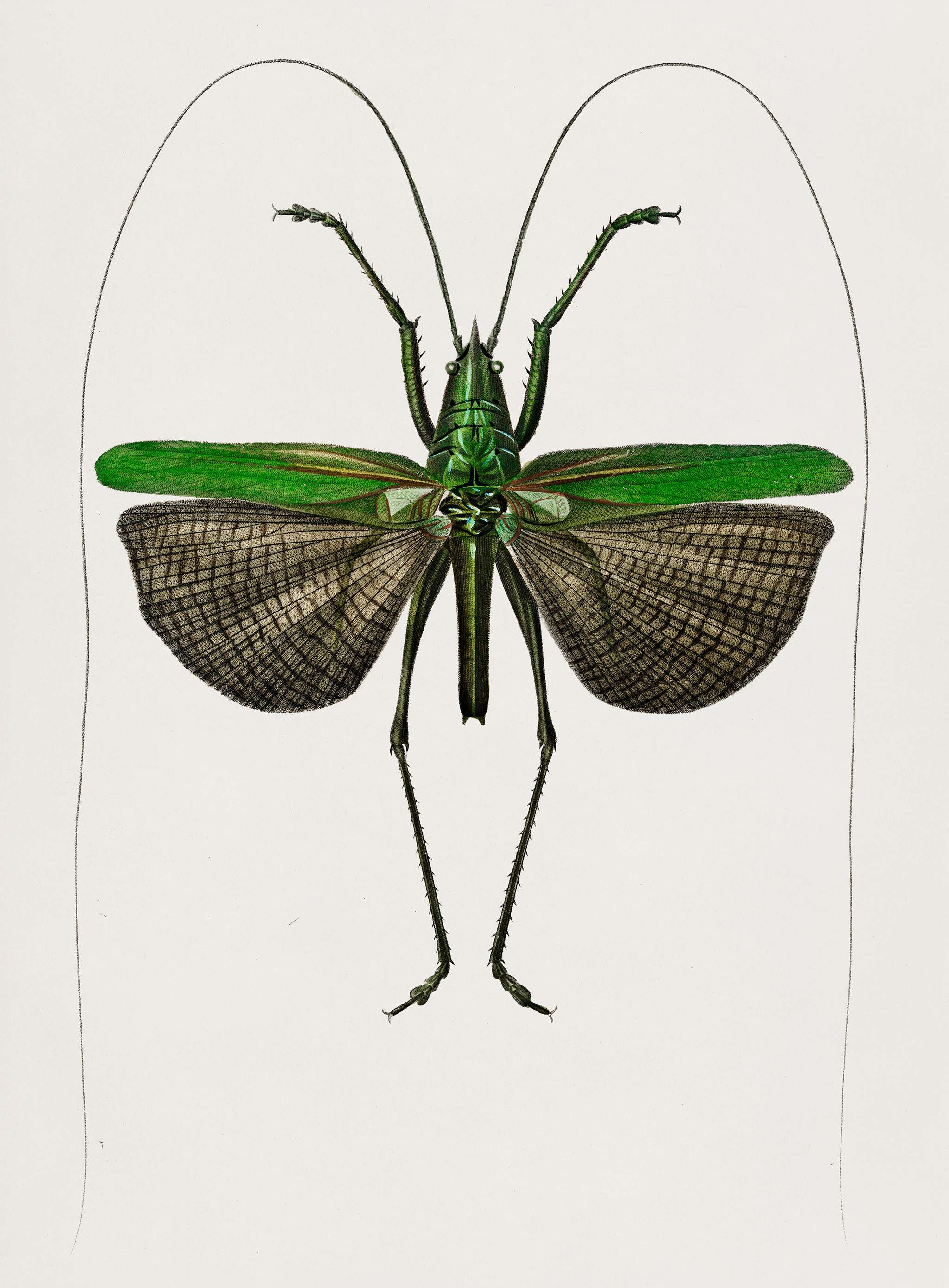 Grasshopper of six points (Locusta sexpunctata) illustrated by Charles Dessalines D' Orbigny (1806-1876). Digitally... Grasshopper of six points (Locusta sexpunctata) illustrated by Charles Dessalines D' Orbigny (1806-1876). Digitally...