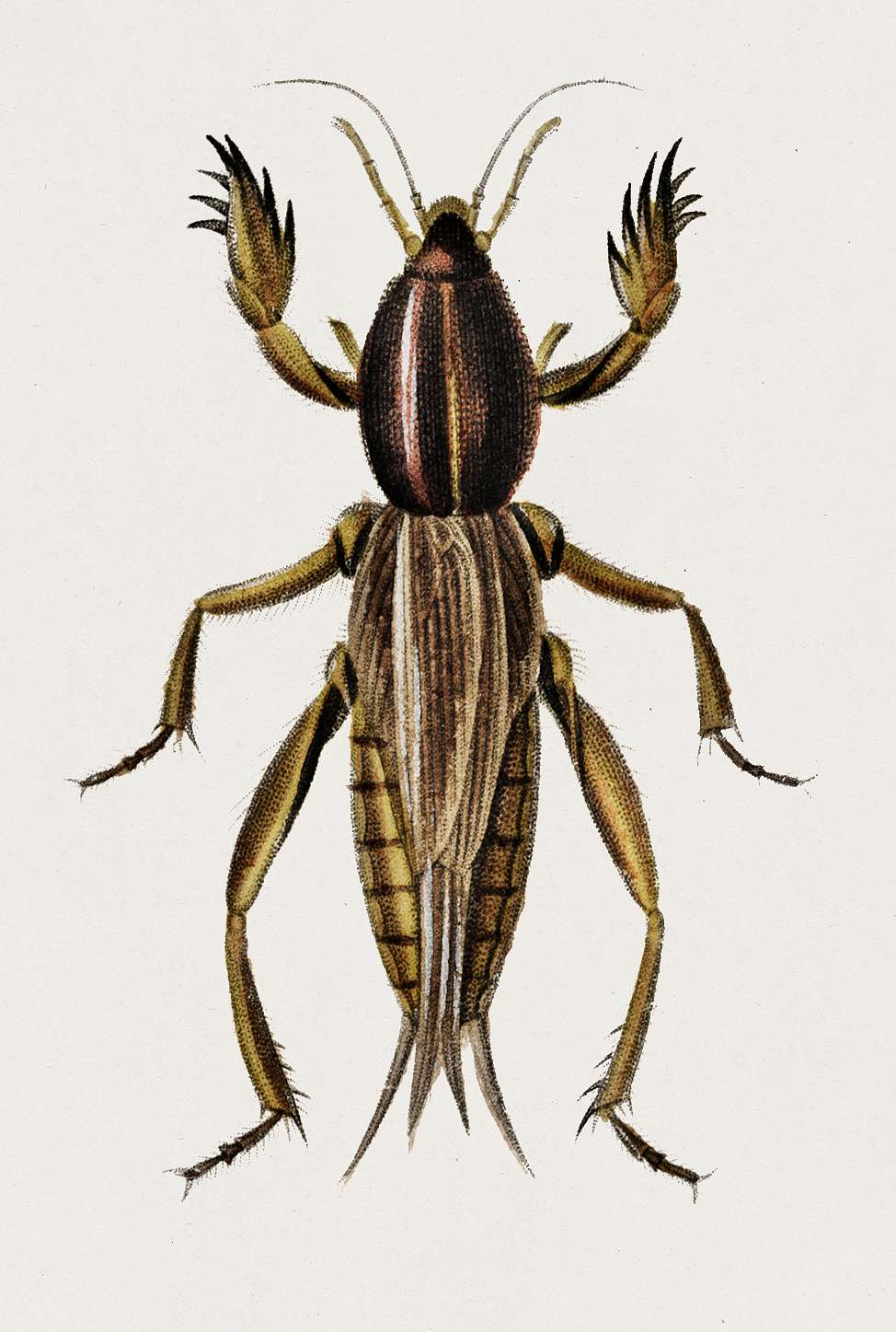 Australian Crickets (Gryllotalpa mitidula) illustrated by Charles Dessalines D' Orbigny (1806-1876). Digitally enhanced... Australian Crickets (Gryllotalpa mitidula) illustrated by Charles Dessalines D' Orbigny (1806-1876). Digitally enhanced...