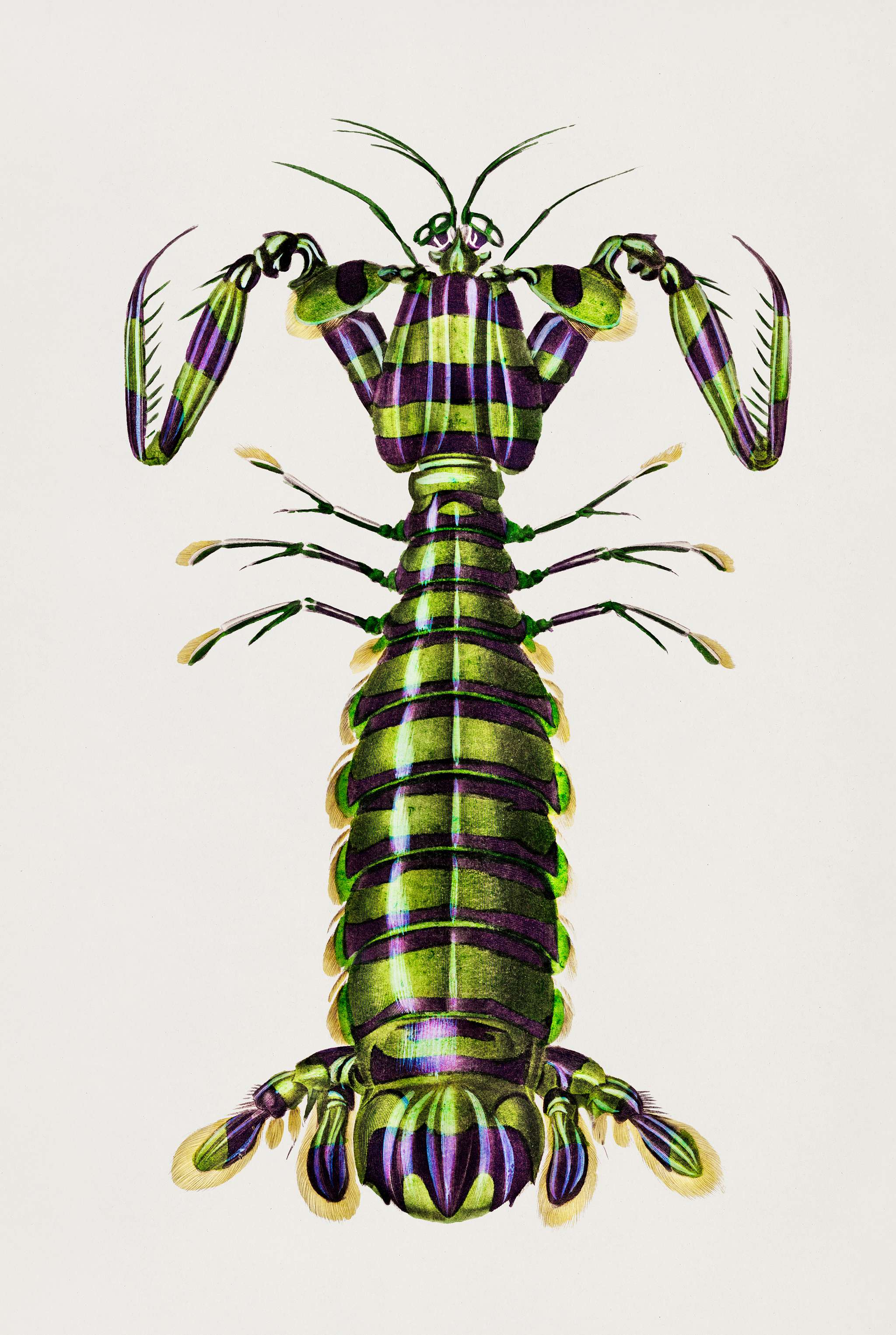 Giant mantis shrimp (Squilla Maculata) illustrated by Charles Dessalines D' Orbigny (1806-1876). Digitally enhanced from... Giant mantis shrimp (Squilla Maculata) illustrated by Charles Dessalines D' Orbigny (1806-1876). Digitally enhanced from...
