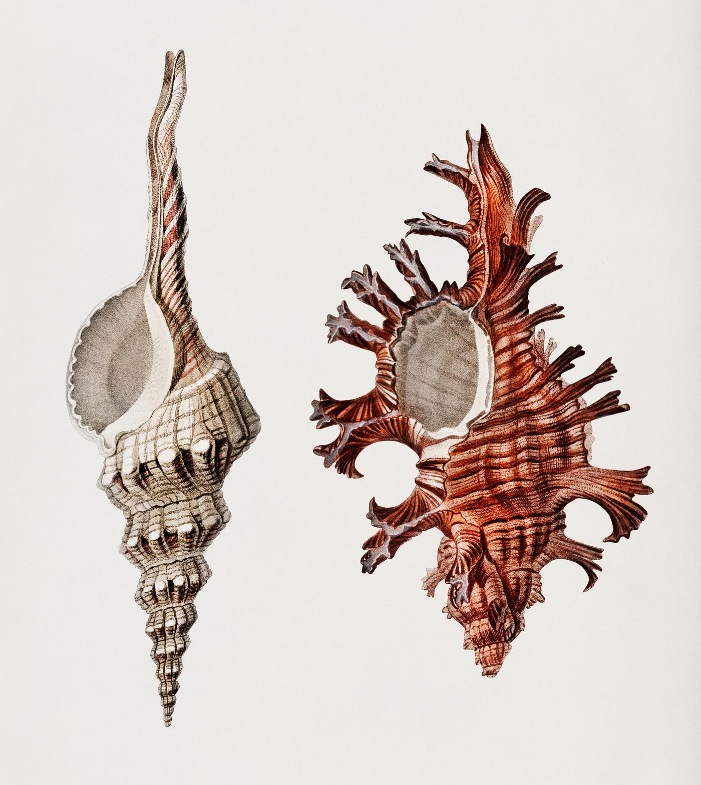 Fusus shells (Fusus longirostris) and Colorful murex (Murex palma rose) illustrated by Charles Dessalines D' Orbigny (... Fusus shells (Fusus longirostris) and Colorful murex (Murex palma rose) illustrated by Charles Dessalines D' Orbigny (...