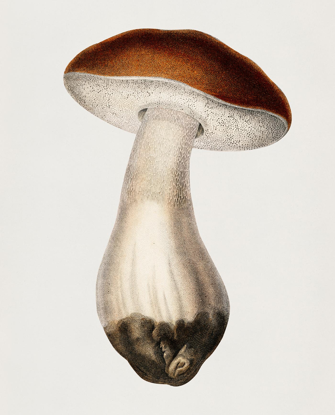 Penny bun (Boletus edulis) illustrated by Charles Dessalines D' Orbigny (1806-1876). Digitally enhanced from our own... Penny bun (Boletus edulis) illustrated by Charles Dessalines D' Orbigny (1806-1876). Digitally enhanced from our own...