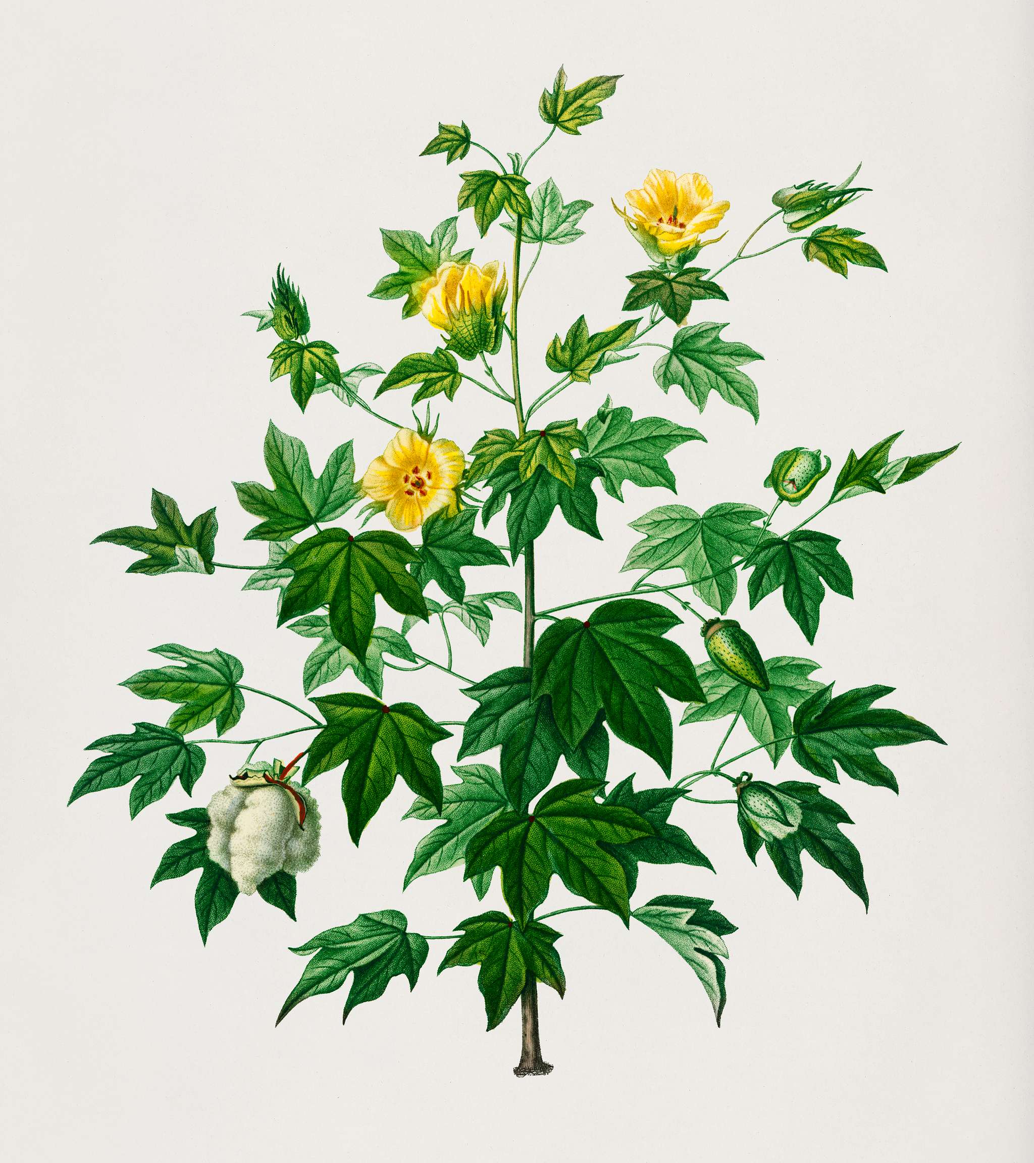 Sea Island cotton (gossypium vitifolium) illustrated by Charles Dessalines D' Orbigny (1806-1876). Digitally enhanced... Sea Island cotton (gossypium vitifolium) illustrated by Charles Dessalines D' Orbigny (1806-1876). Digitally enhanced...