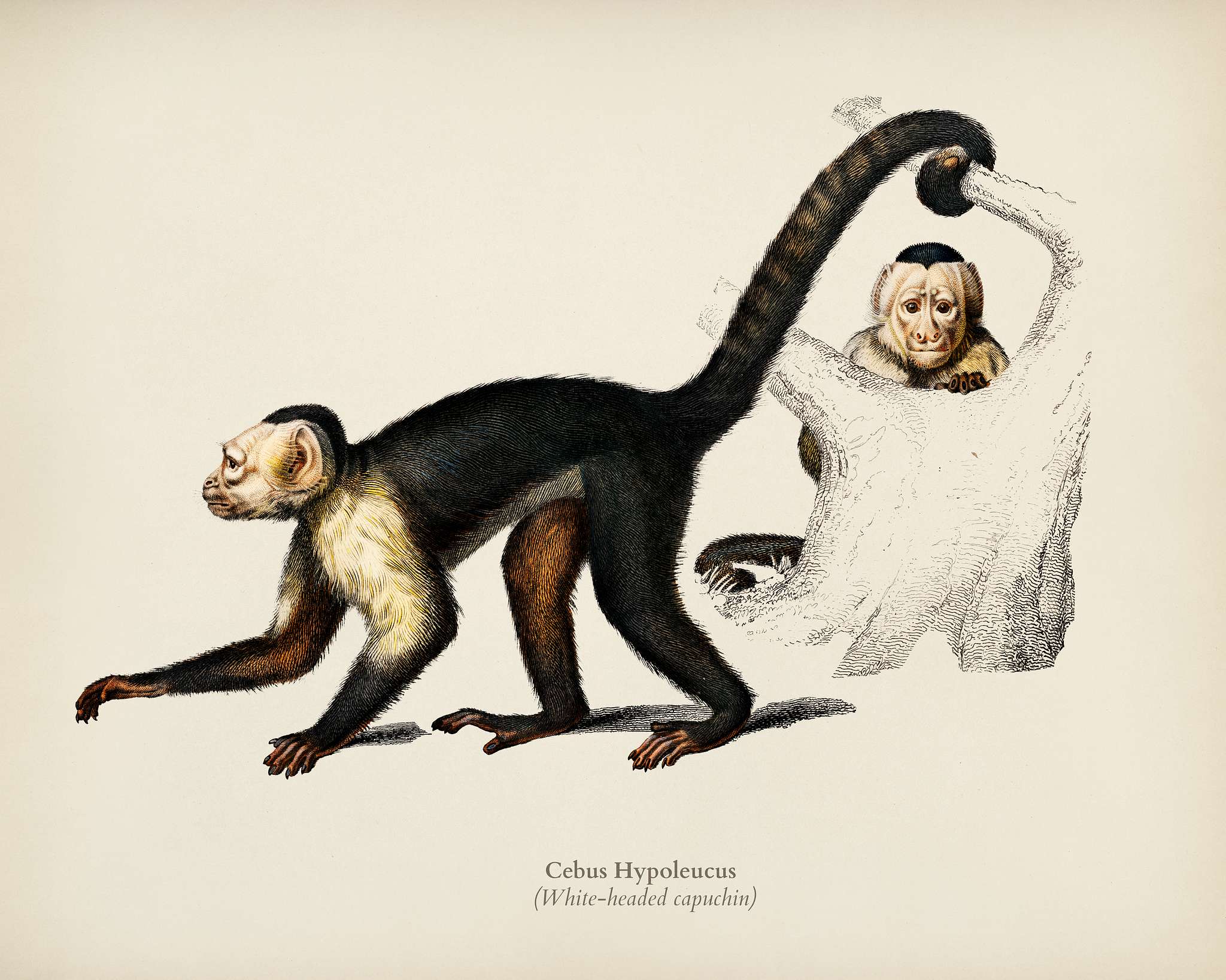 White-headed capuchin (Cebus Hypoleucus) illustrated by Charles Dessalines D' Orbigny (1806-1876). Digitally enhanced... White-headed capuchin (Cebus Hypoleucus) illustrated by Charles Dessalines D' Orbigny (1806-1876). Digitally enhanced...