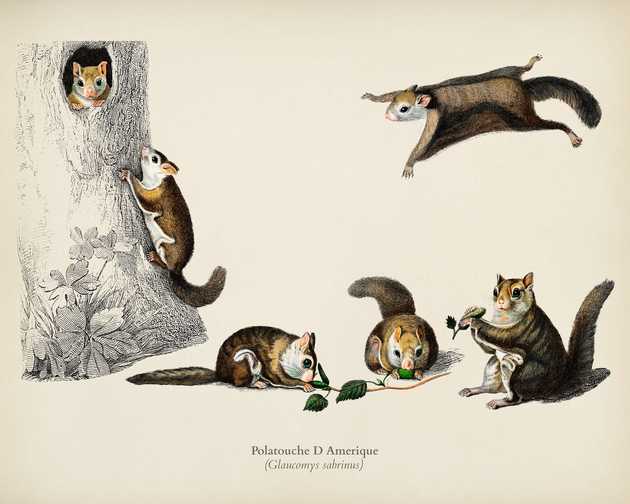Glaucomys sabrinus (Polatouche D Amerique) illustrated by Charles Dessalines D' Orbigny (1806-1876). Digitally enhanced... Glaucomys sabrinus (Polatouche D Amerique) illustrated by Charles Dessalines D' Orbigny (1806-1876). Digitally enhanced...