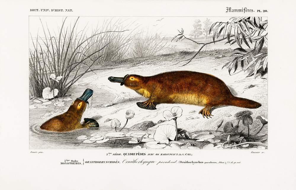 Platypus (Ornithorhynchus Paradoxus) illustrated by Charles Dessalines D' Orbigny (1806-1876). Digitally enhanced from... 