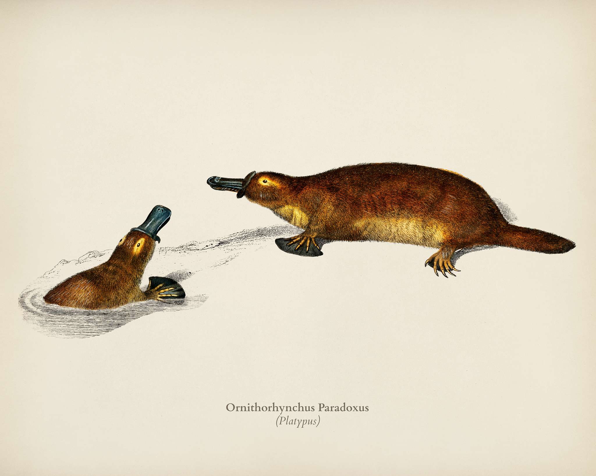 Platypus (Ornithorhynchus Paradoxus) illustrated by Charles Dessalines D' Orbigny (1806-1876). Digitally enhanced from... Platypus (Ornithorhynchus Paradoxus) illustrated by Charles Dessalines D' Orbigny (1806-1876). Digitally enhanced from...