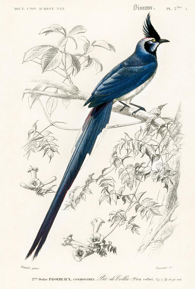 Black-throated magpie-jay (Pica colliei)… | Free public domain illustration Black-throated magpie-jay (Pica colliei) illustrated by Charles Dessalines D' Orbigny (1806-1876). Digitally enhanced from…