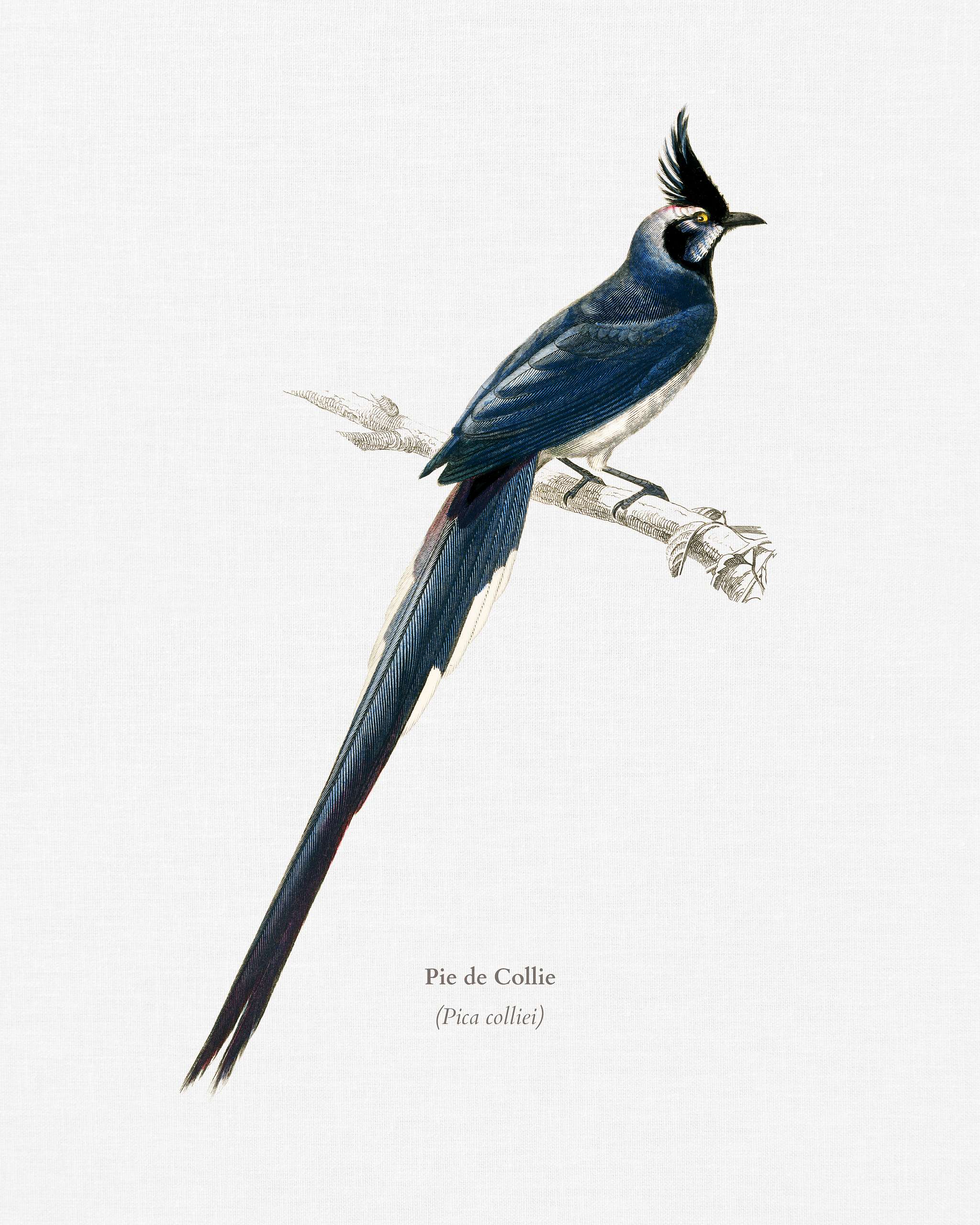 Black-throated magpie-jay (Pica colliei) illustrated by Charles Dessalines D' Orbigny (1806-1876). Digitally enhanced... Black-throated magpie-jay (Pica colliei) illustrated by Charles Dessalines D' Orbigny (1806-1876). Digitally enhanced...