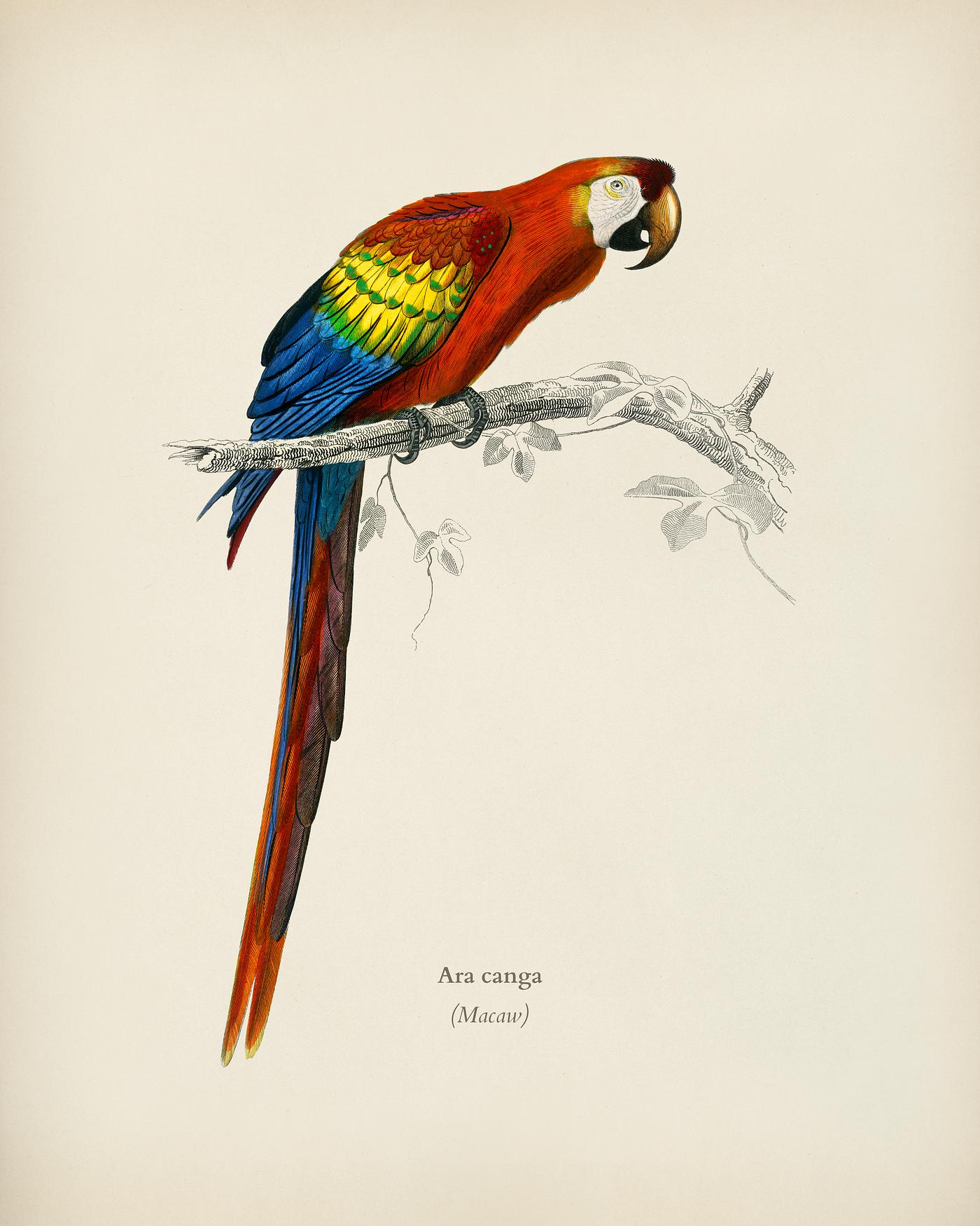 Macaw (Ara canga) illustrated by Charles Dessalines D' Orbigny (1806-1876). Digitally enhanced from our own 1892 edition... Macaw (Ara canga) illustrated by Charles Dessalines D' Orbigny (1806-1876). Digitally enhanced from our own 1892 edition...