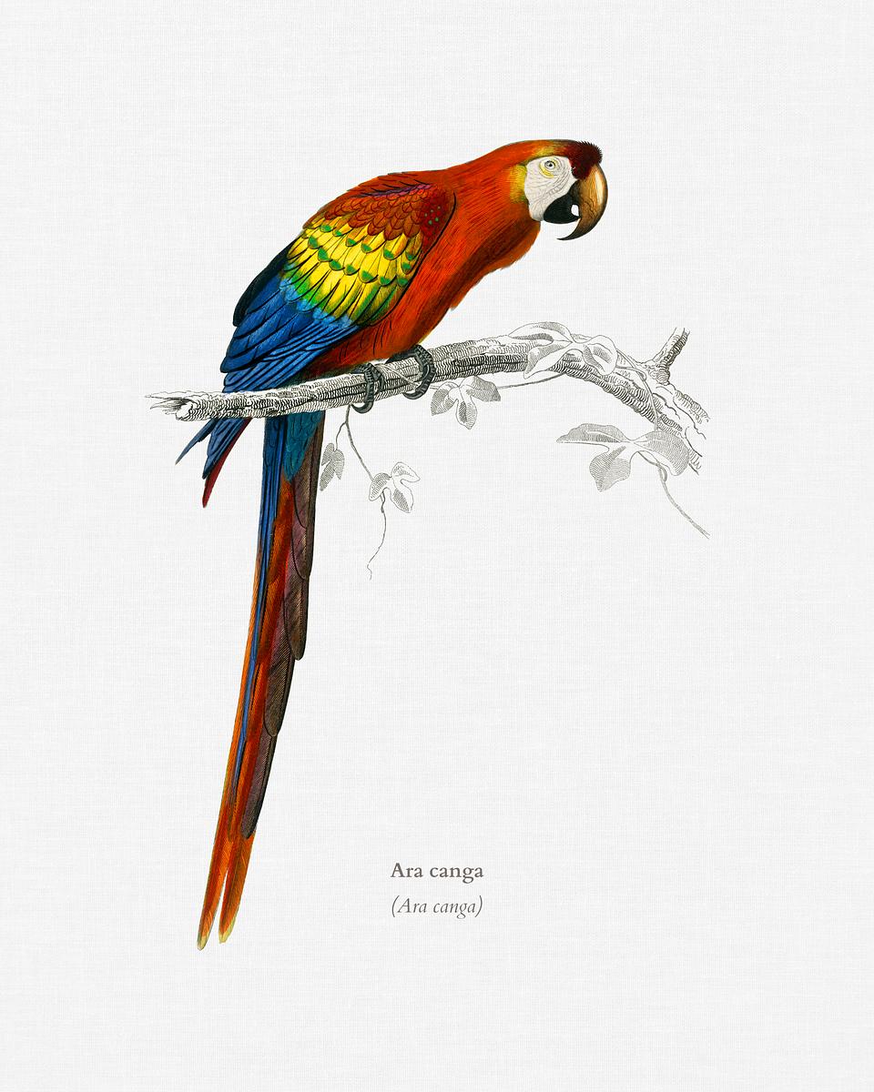 Macaw (Ara canga) illustrated by Charles… | Royalty free stock Illustration | High Resolution graphic Macaw (Ara canga) illustrated by Charles Dessalines D' Orbigny (1806-1876). Digitally enhanced from our own 1892 edition of…