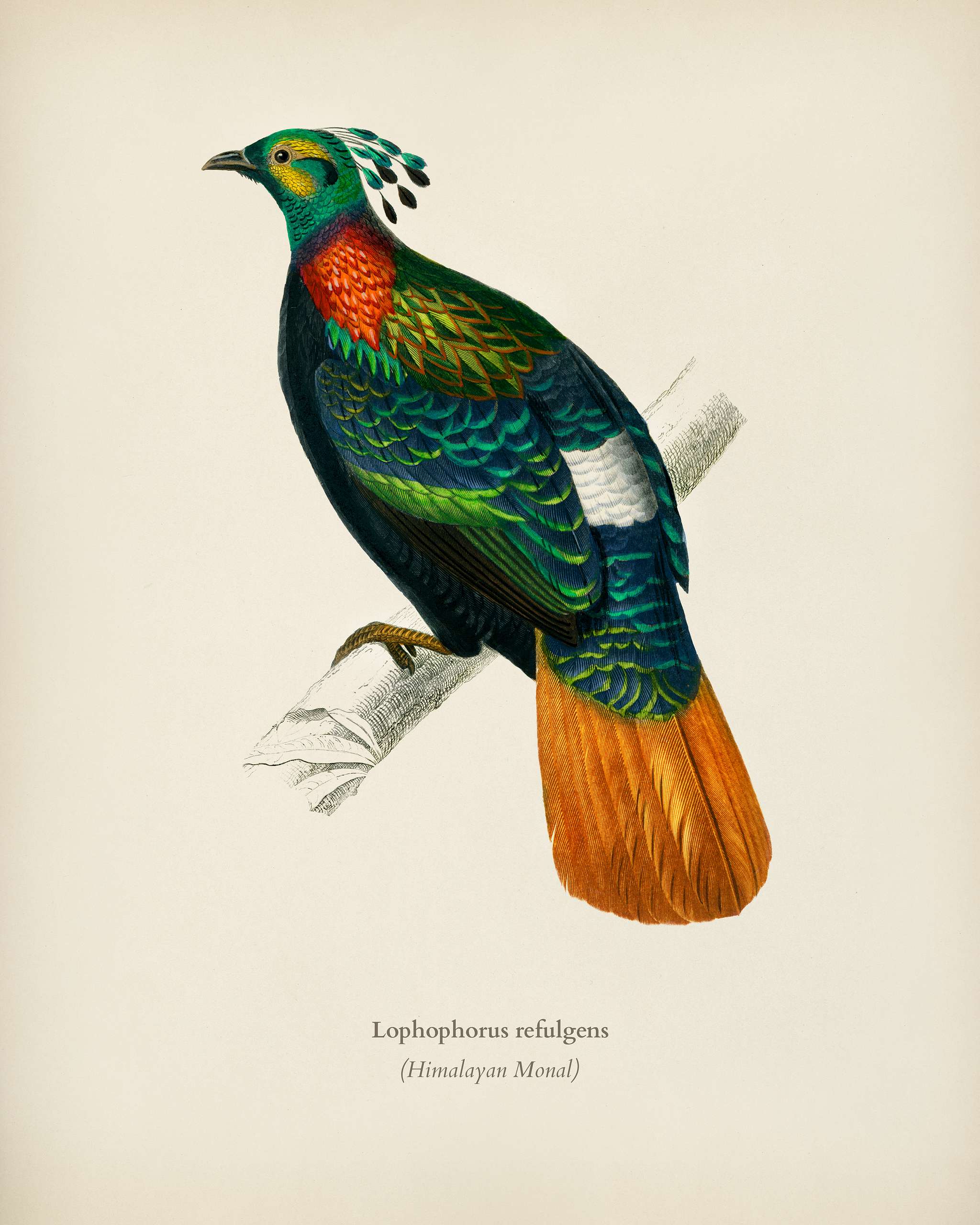 Himalayan monal (Lophophorus refulgens) illustrated by Charles Dessalines D' Orbigny (1806-1876). Digitally enhanced... Himalayan monal (Lophophorus refulgens) illustrated by Charles Dessalines D' Orbigny (1806-1876). Digitally enhanced...