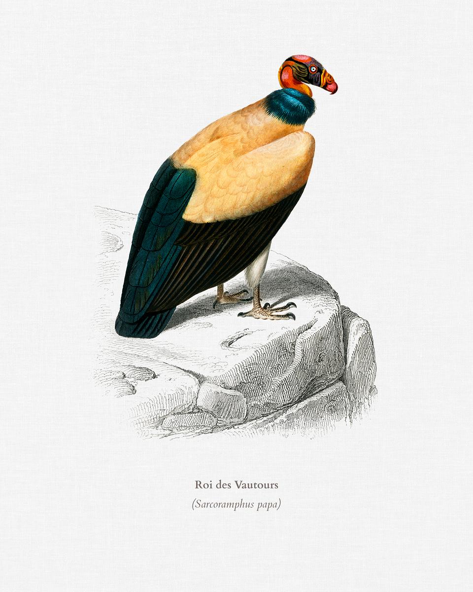 King vulture (Sarcoramphus papa) illustrated… | Royalty free stock Illustration | High Resolution graphic King vulture (Sarcoramphus papa) illustrated by Charles Dessalines D' Orbigny (1806-1876). Digitally enhanced from our own…