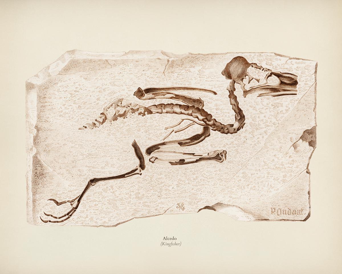 Kingfisher (Alcedo) illustrated by Charles… | Royalty free stock Illustration | High Resolution graphic Kingfisher (Alcedo) illustrated by Charles Dessalines D' Orbigny (1806-1876). Digitally enhanced from our own 1892 edition of…