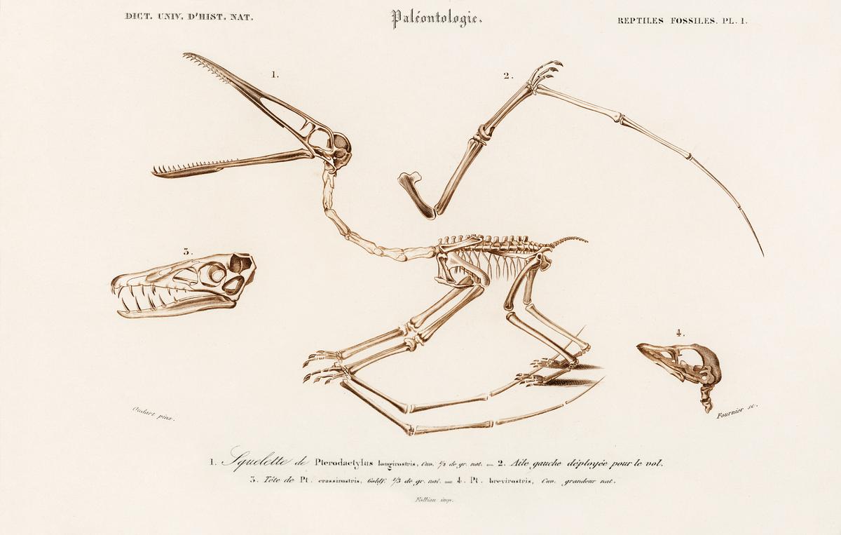 Pterosaur (Pterodactylus) illustrated by… | Free public domain illustration Pterosaur (Pterodactylus) illustrated by Charles Dessalines D' Orbigny (1806-1876). Digitally enhanced from our own 1892…