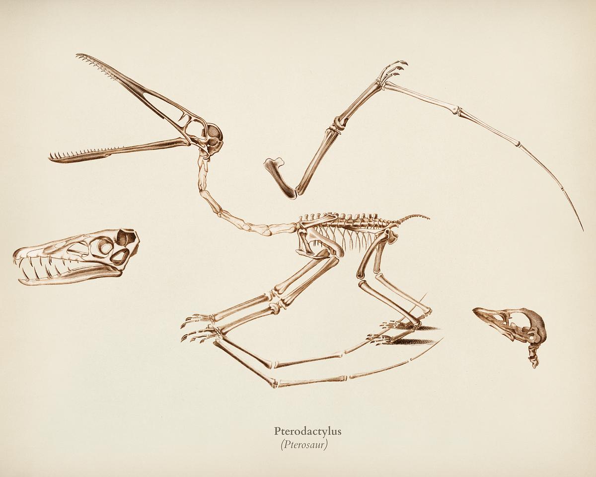 Pterosaur (Pterodactylus) illustrated by… | Royalty free stock Illustration | High Resolution graphic Pterosaur (Pterodactylus) illustrated by Charles Dessalines D' Orbigny (1806-1876). Digitally enhanced from our own 1892…