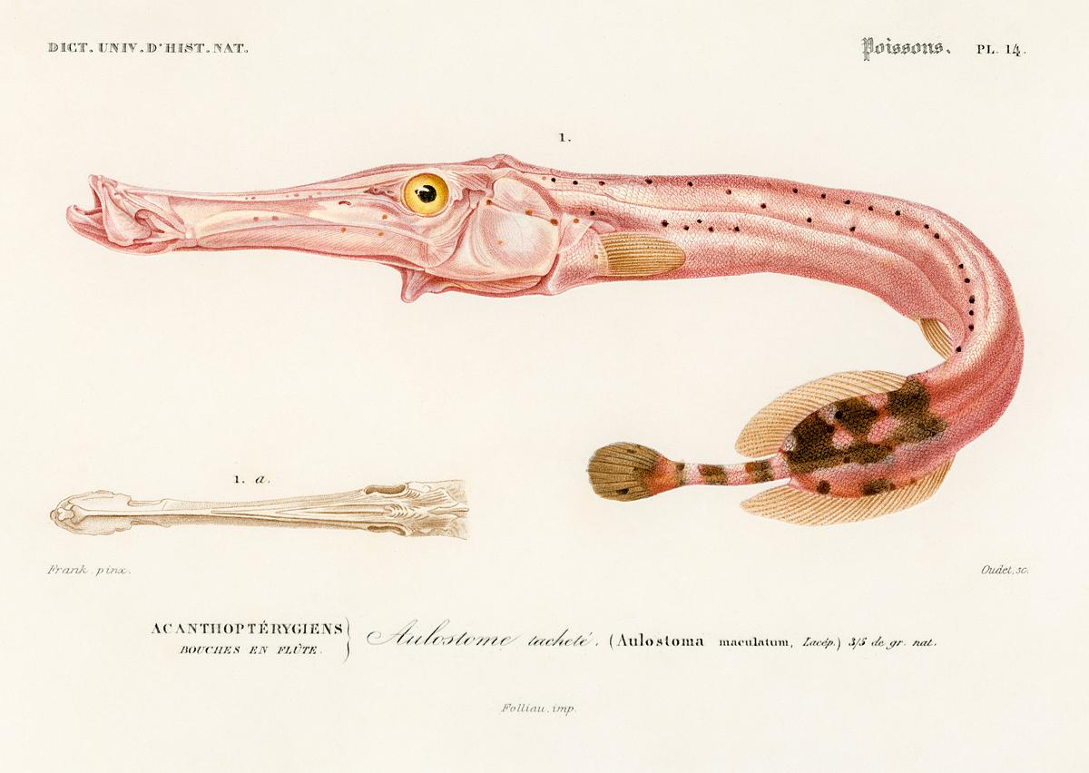 Aulostoma maculatum illustrated by Charles… | Free public domain illustration Aulostoma maculatum illustrated by Charles Dessalines D' Orbigny (1806-1876). Digitally enhanced from our own 1892 edition of…