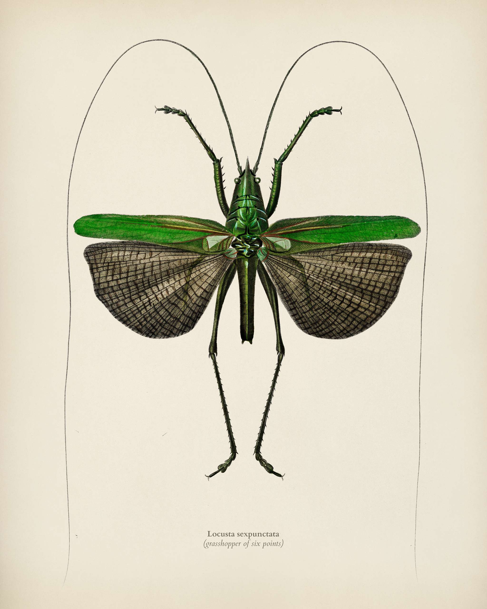 Grasshopper of six points (Locusta sexpunctata) illustrated by Charles Dessalines D' Orbigny (1806-1876). Digitally... Grasshopper of six points (Locusta sexpunctata) illustrated by Charles Dessalines D' Orbigny (1806-1876). Digitally...