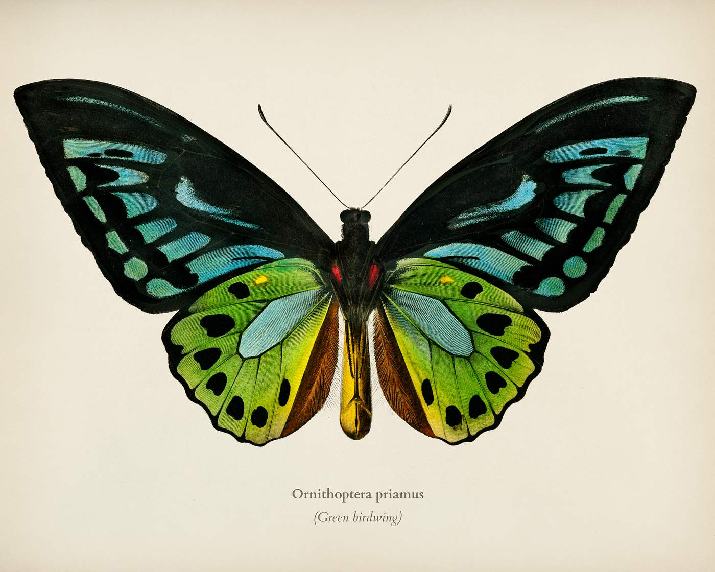 Green birdwing (Ornithoptera priamus) illustrated by Charles Dessalines D' Orbigny (1806-1876). Digitally enhanced from... Green birdwing (Ornithoptera priamus) illustrated by Charles Dessalines D' Orbigny (1806-1876). Digitally enhanced from...