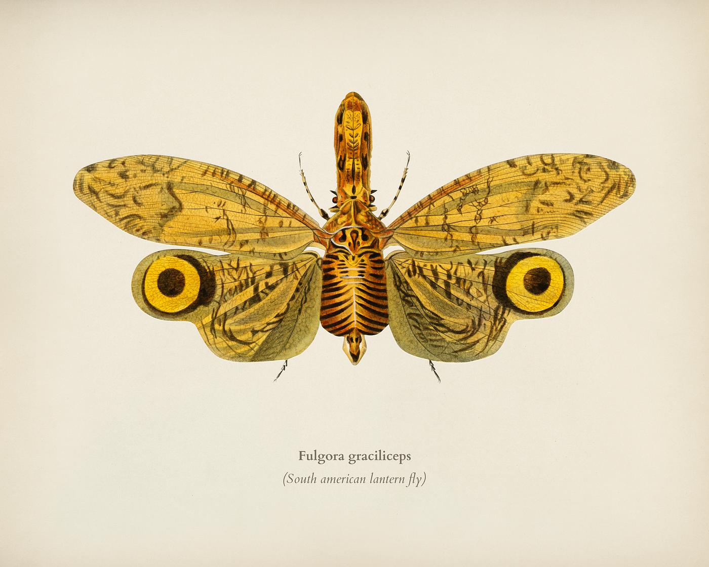 Fulgora graciliceps illustrated by Charles Dessalines D' Orbigny (1806-1876). Digitally enhanced from our own 1892... Fulgora graciliceps illustrated by Charles Dessalines D' Orbigny (1806-1876). Digitally enhanced from our own 1892...