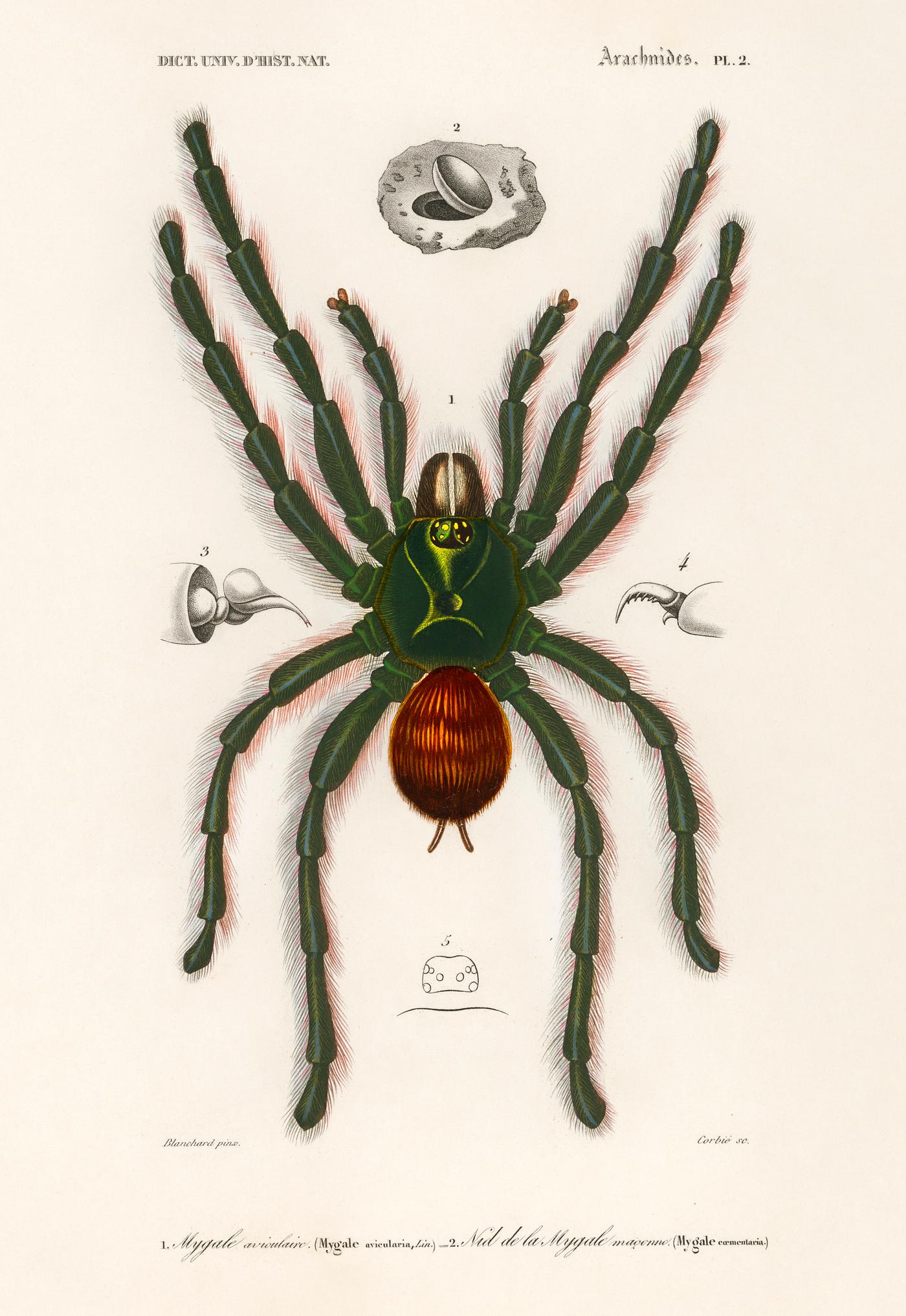 Pinktoe tarantula (Mygalomorphae) illustrated by Charles Dessalines D' Orbigny (1806-1876). Digitally enhanced from our... Pinktoe tarantula (Mygalomorphae) illustrated by Charles Dessalines D' Orbigny (1806-1876). Digitally enhanced from our...